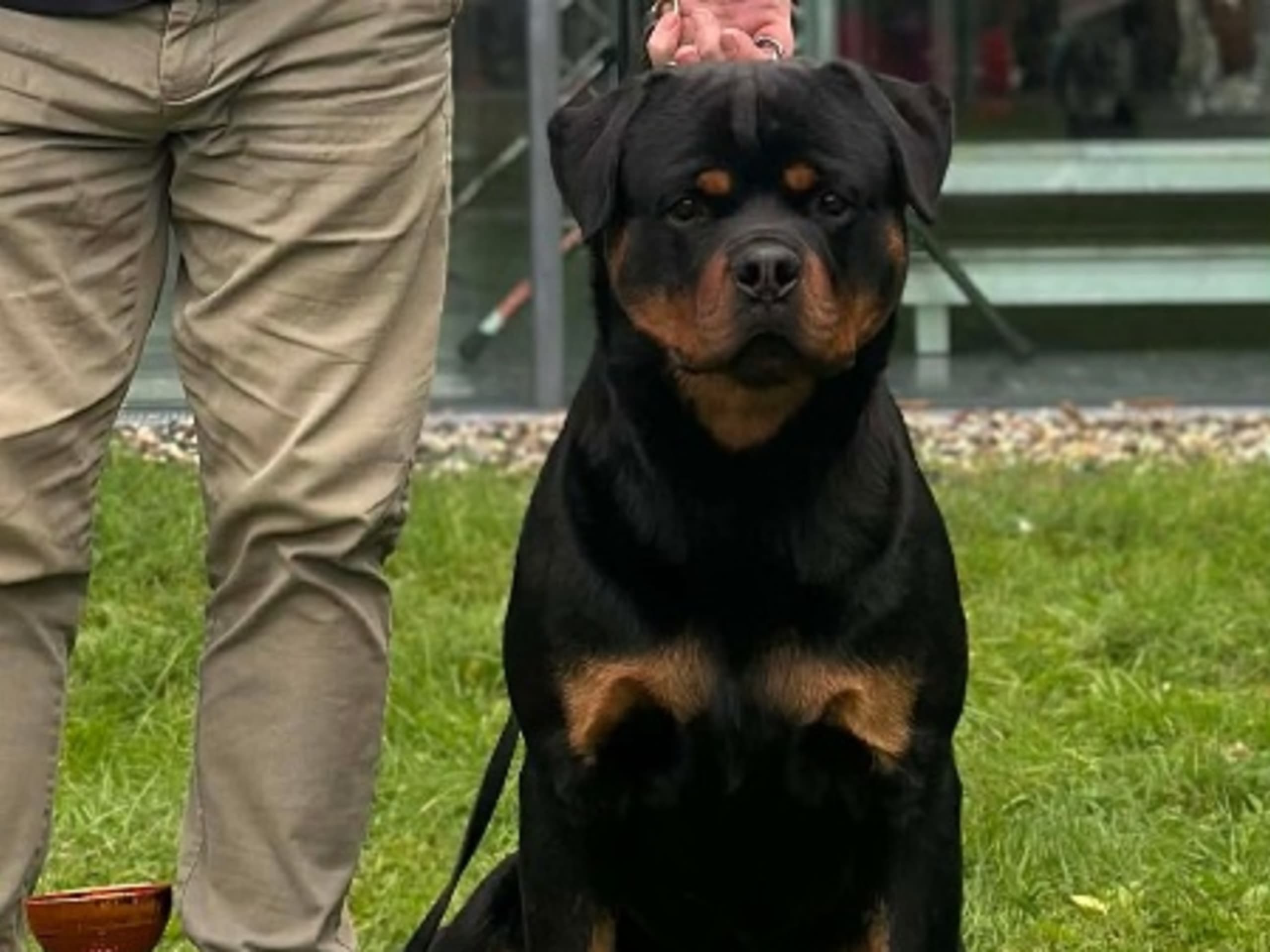 Pappa: ROTTWEILER BY AGER CHEF