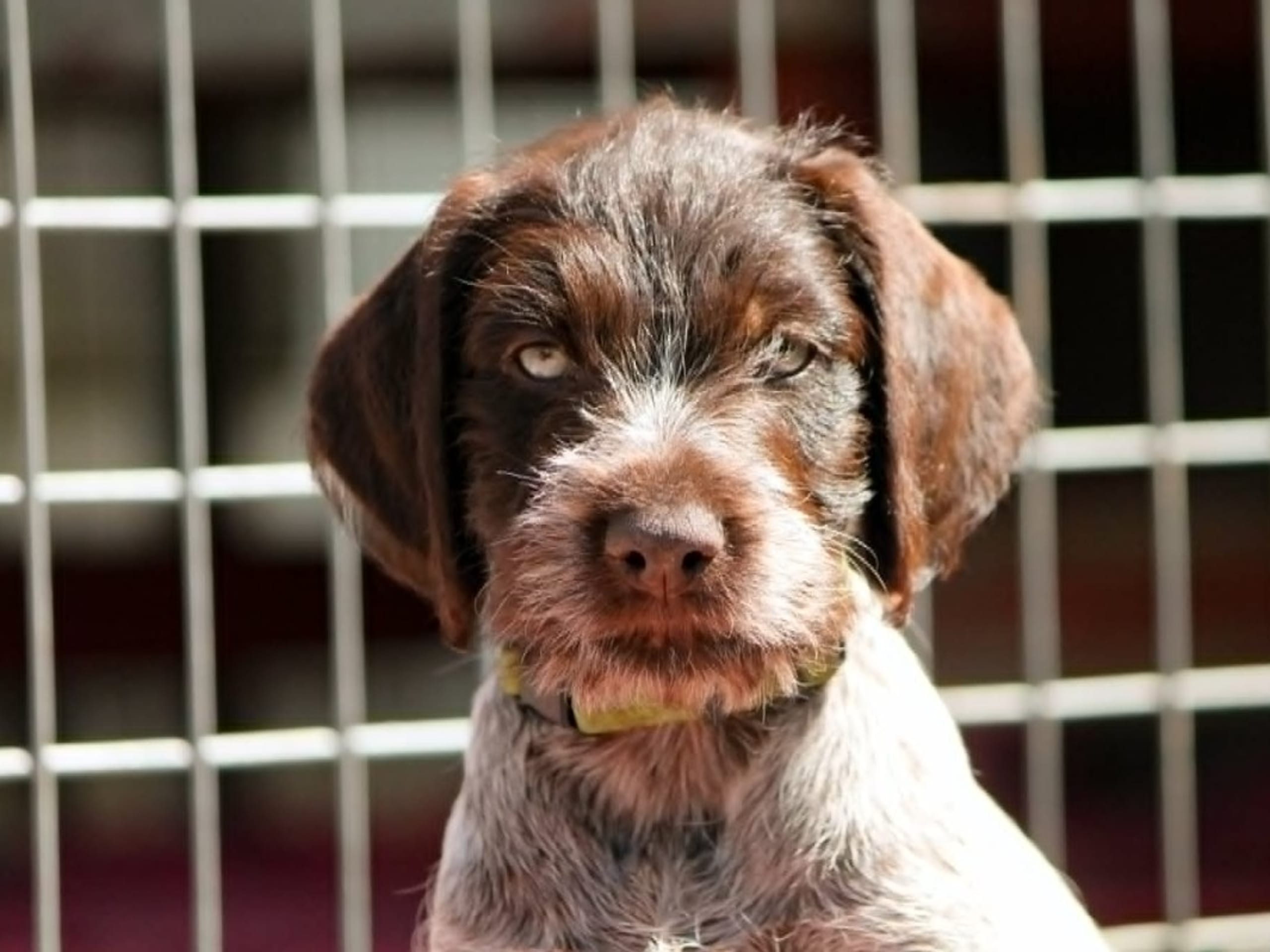 Puppy: BREVIKENS LAJBAN