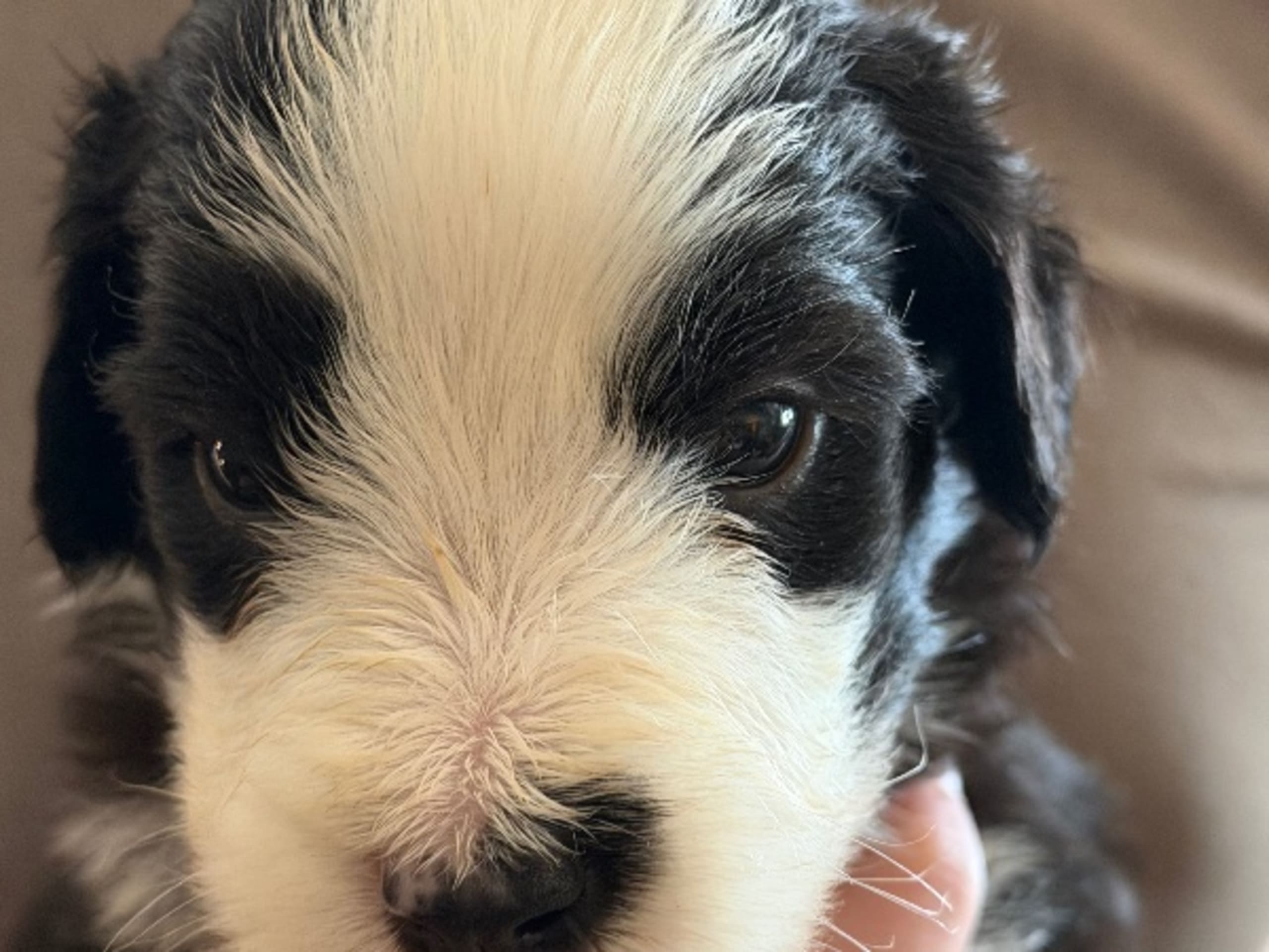 Puppy: HILLBACKA GLOBETROTTER