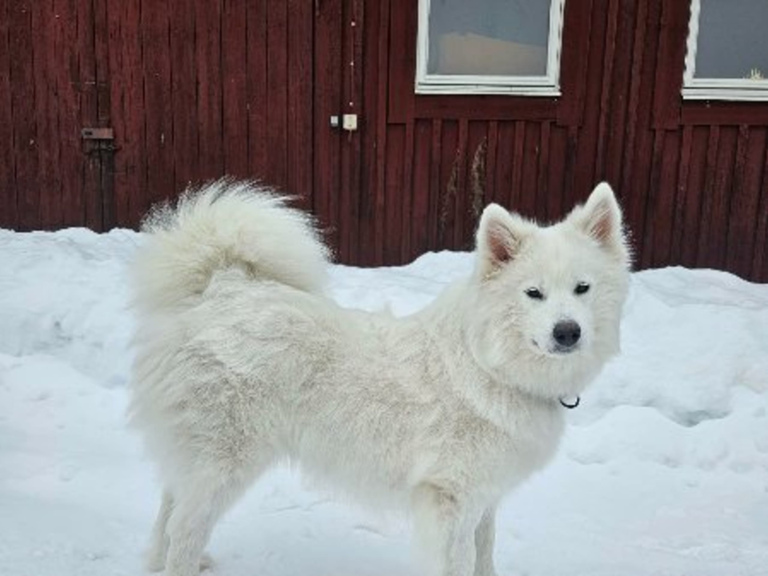 Mother: BIELKERSMILS KALILI OF CRUX
