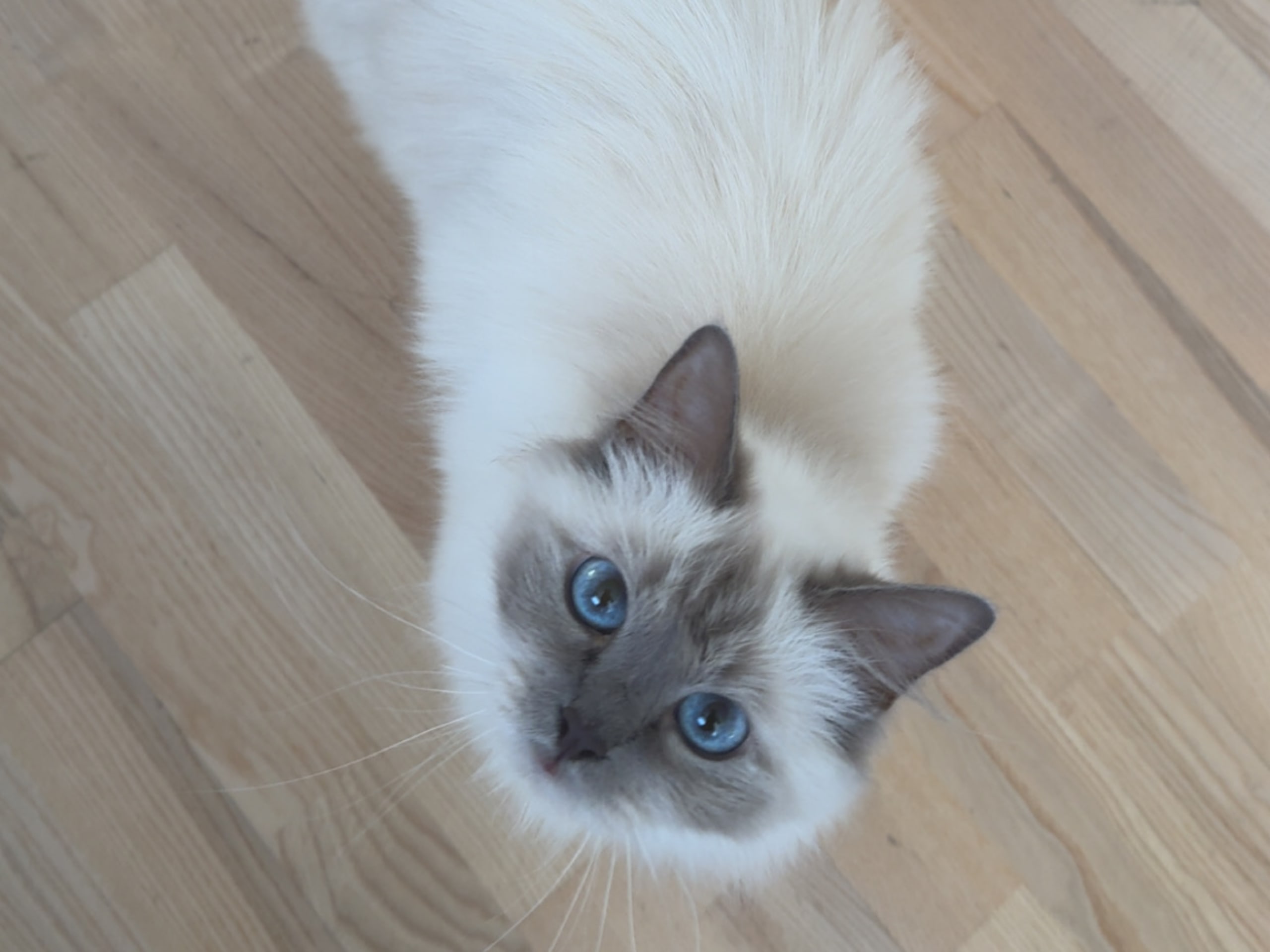 Katt: Agnete
