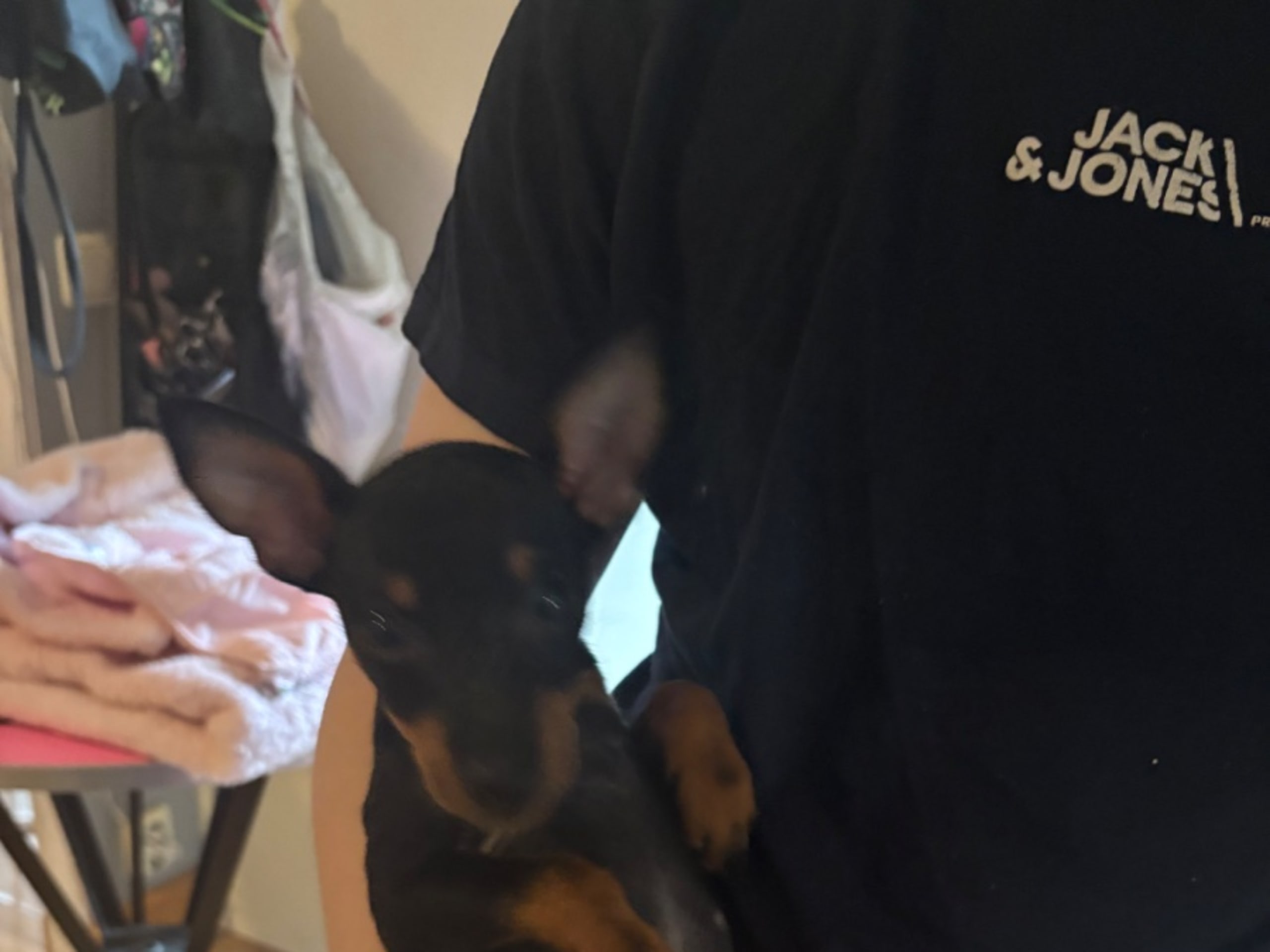 Puppy: SNOWFLY'S MIXED OH MY