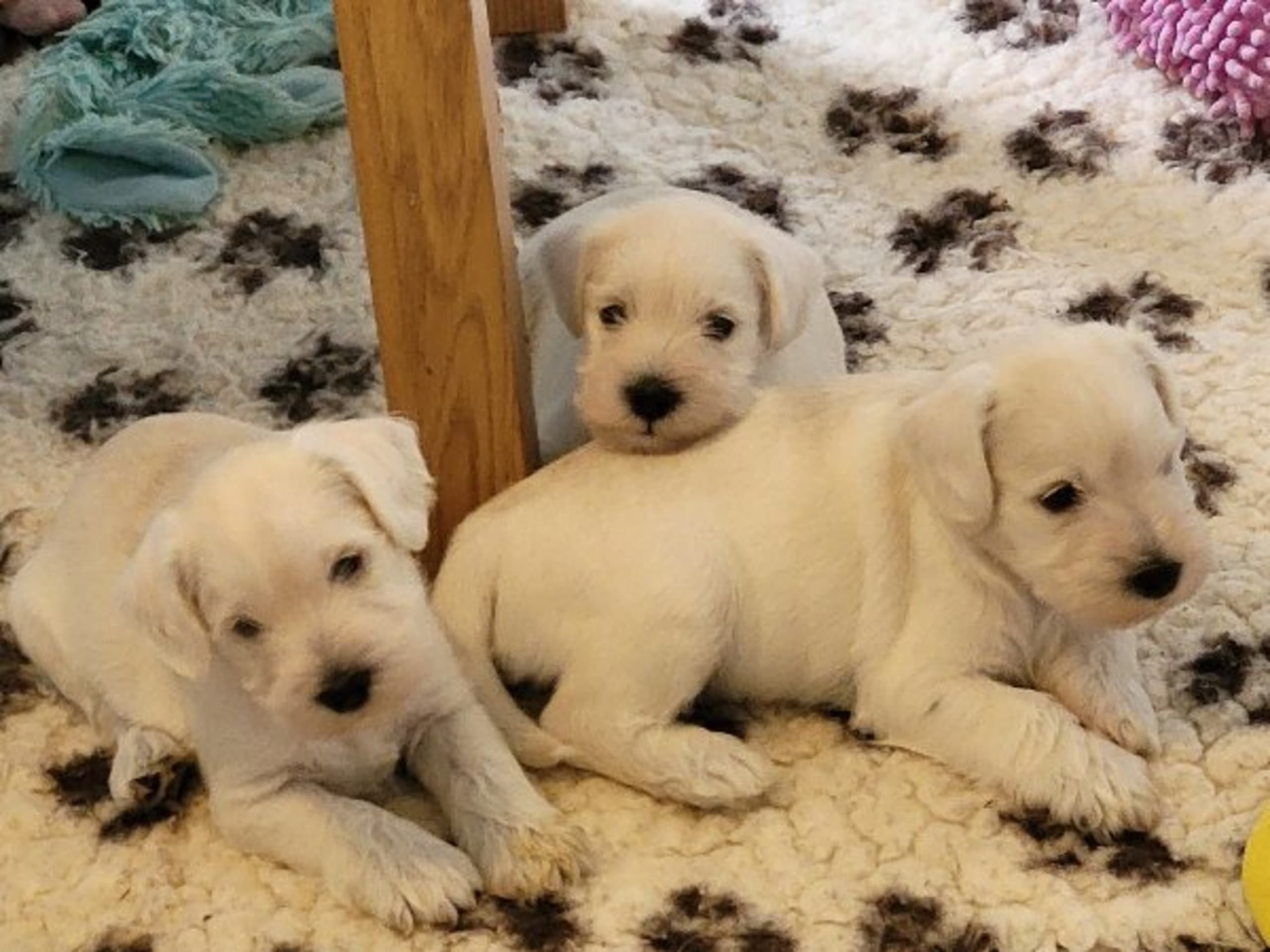 Puppy: ESSLEX MASTERMIND