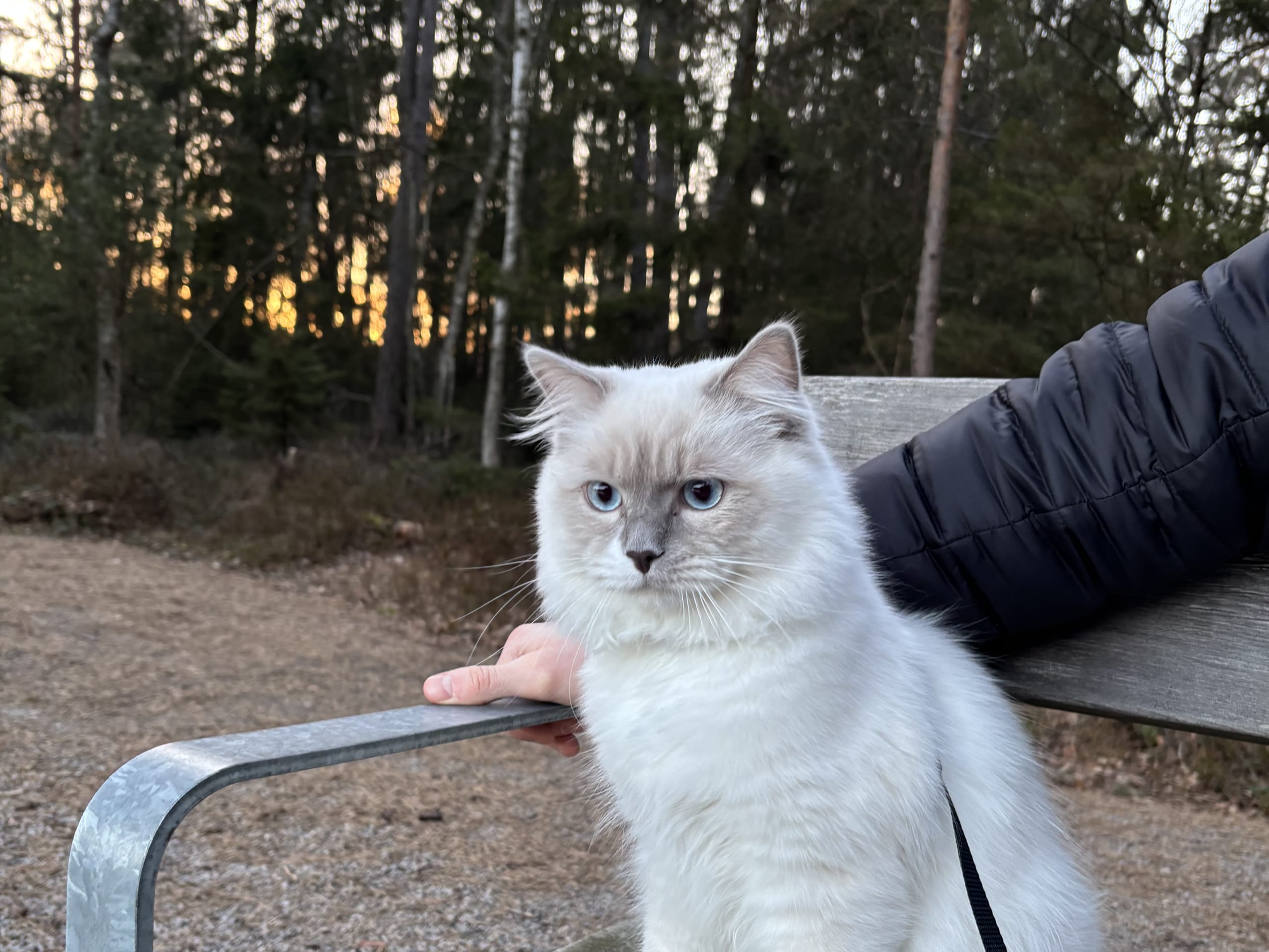Kattunge: Hane 1