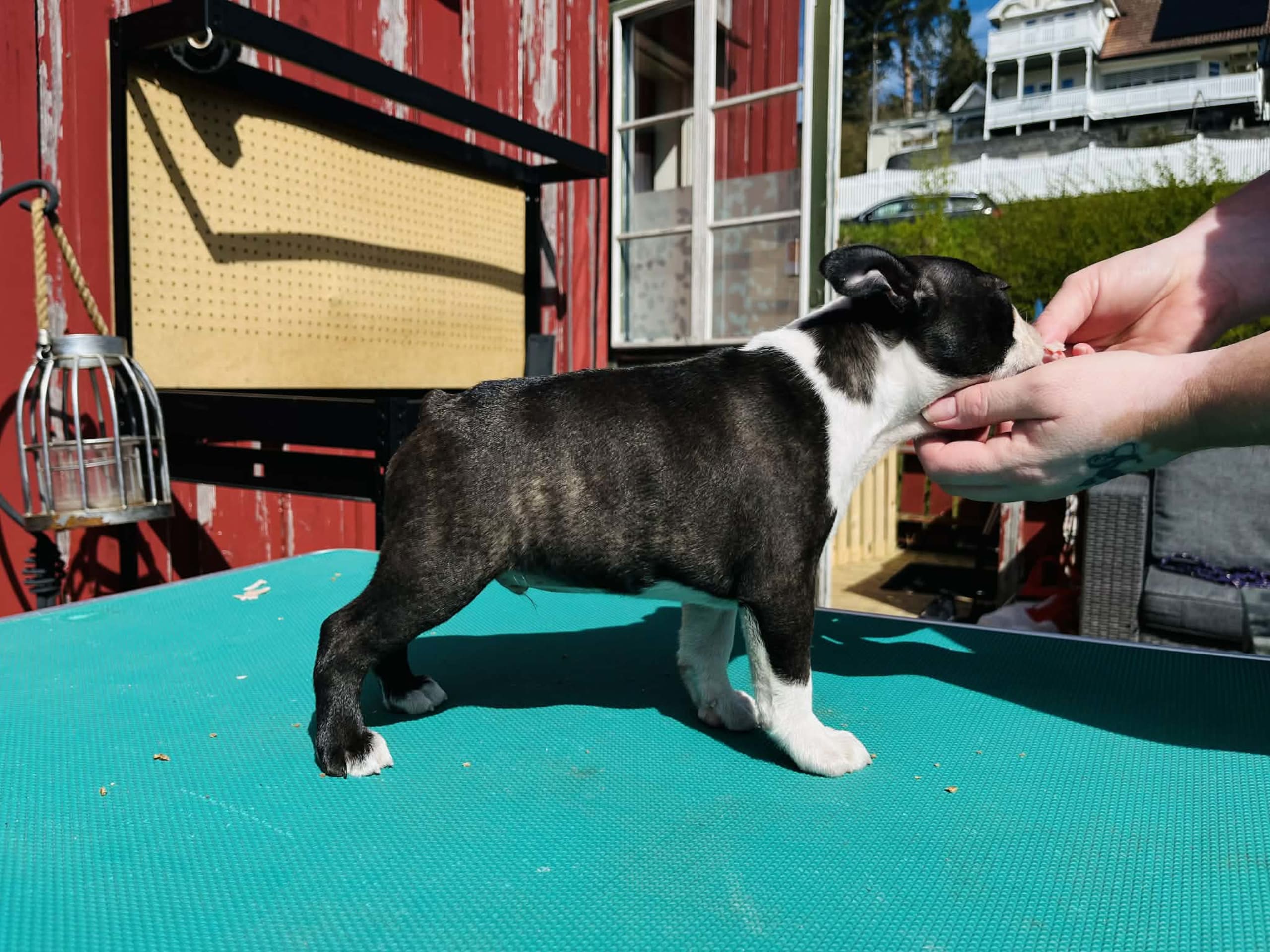 Valp: Male 2