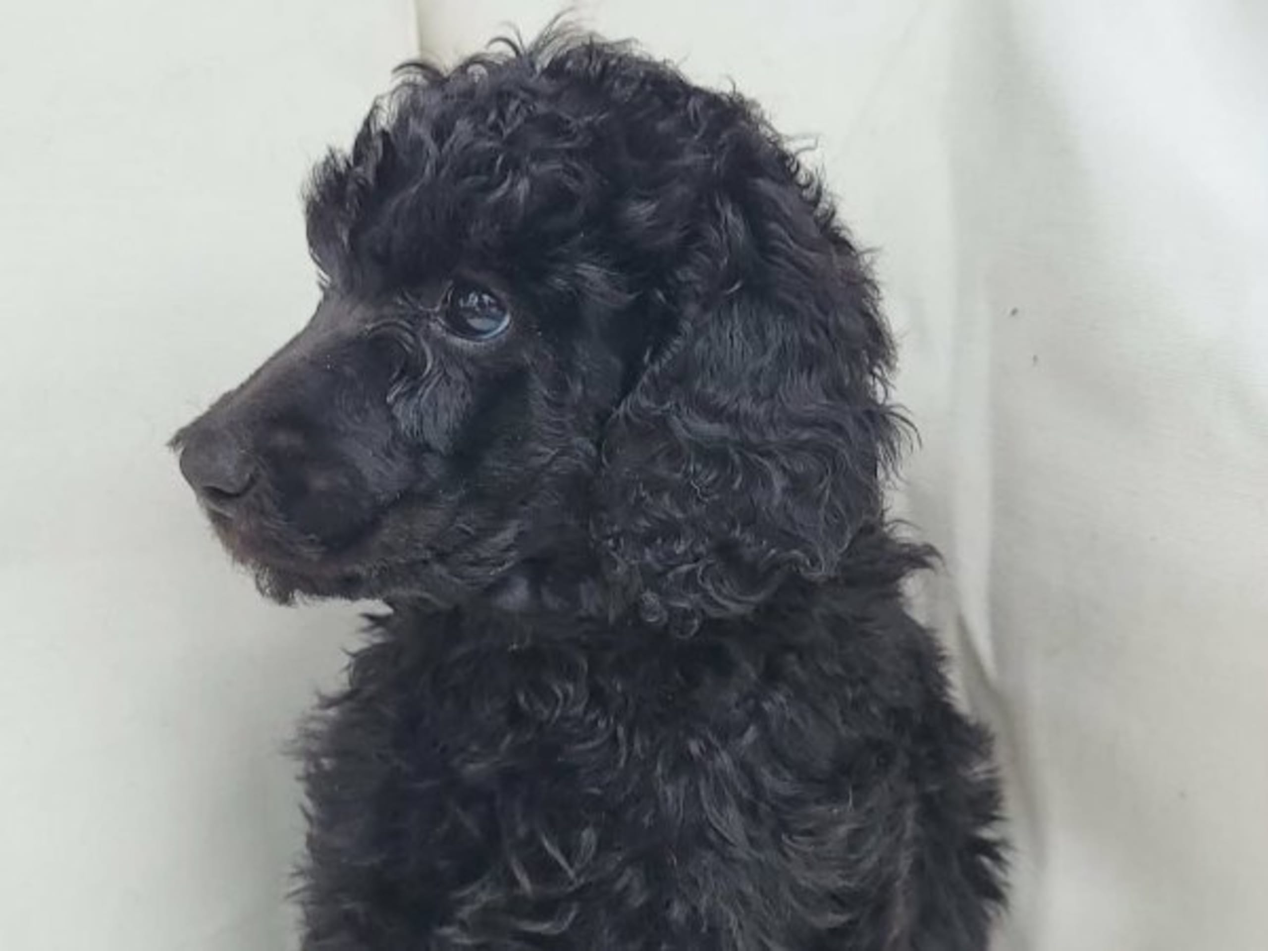 Puppy: NIKTAS FUSION KOVU
