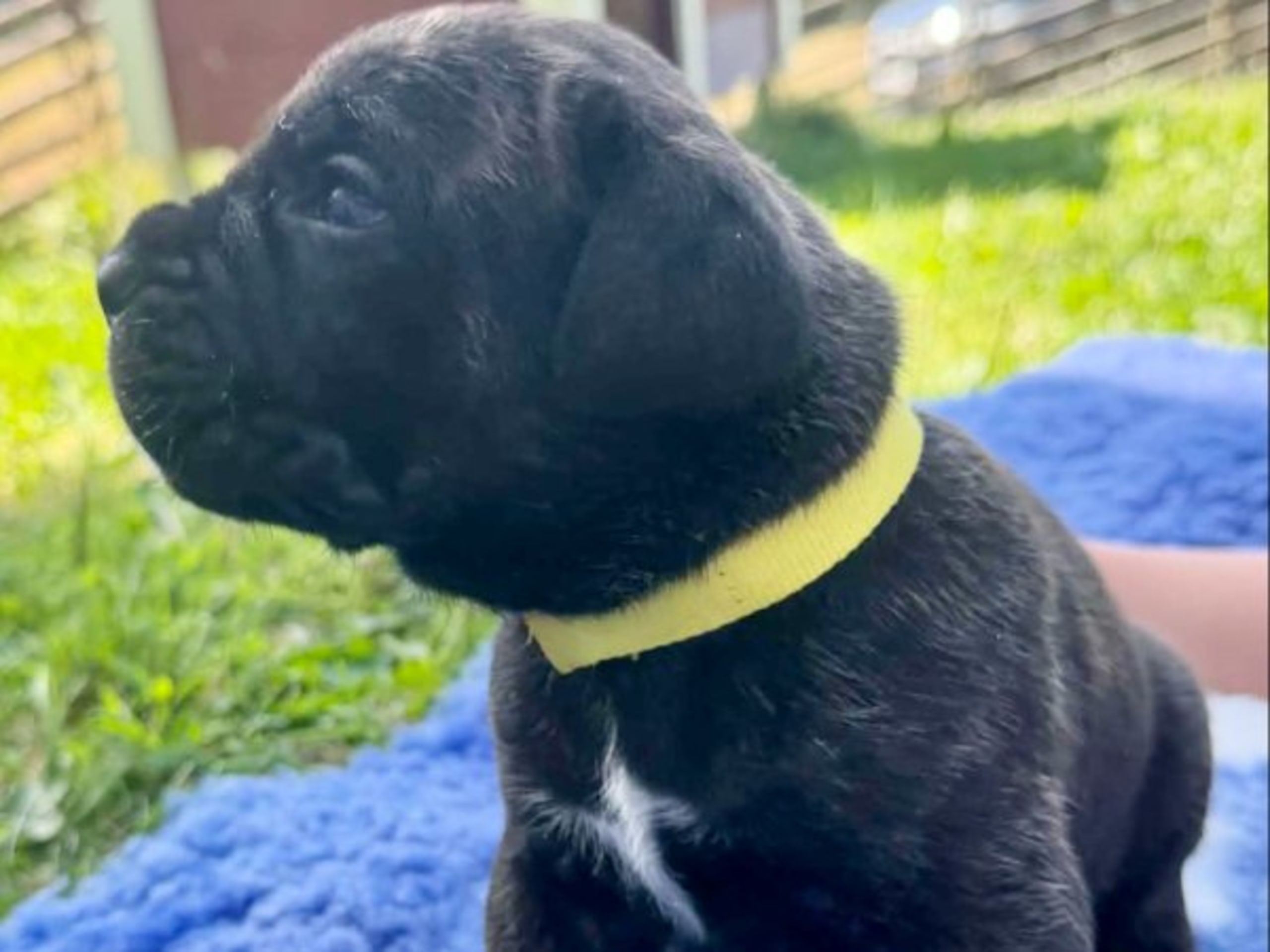 Puppy: ACTION PACK'S OUTSTANDING OZZIAN