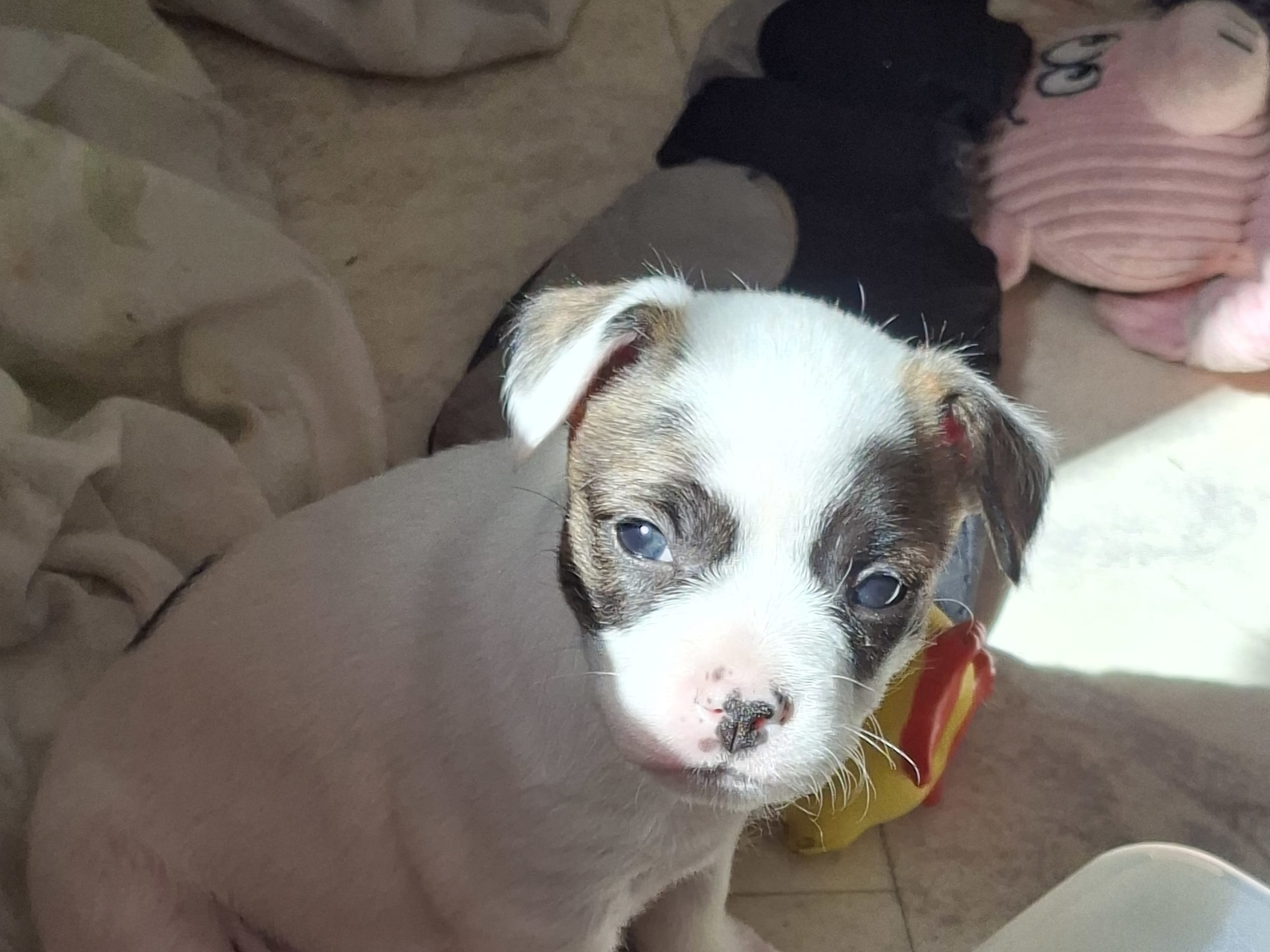 Puppy: Yoki