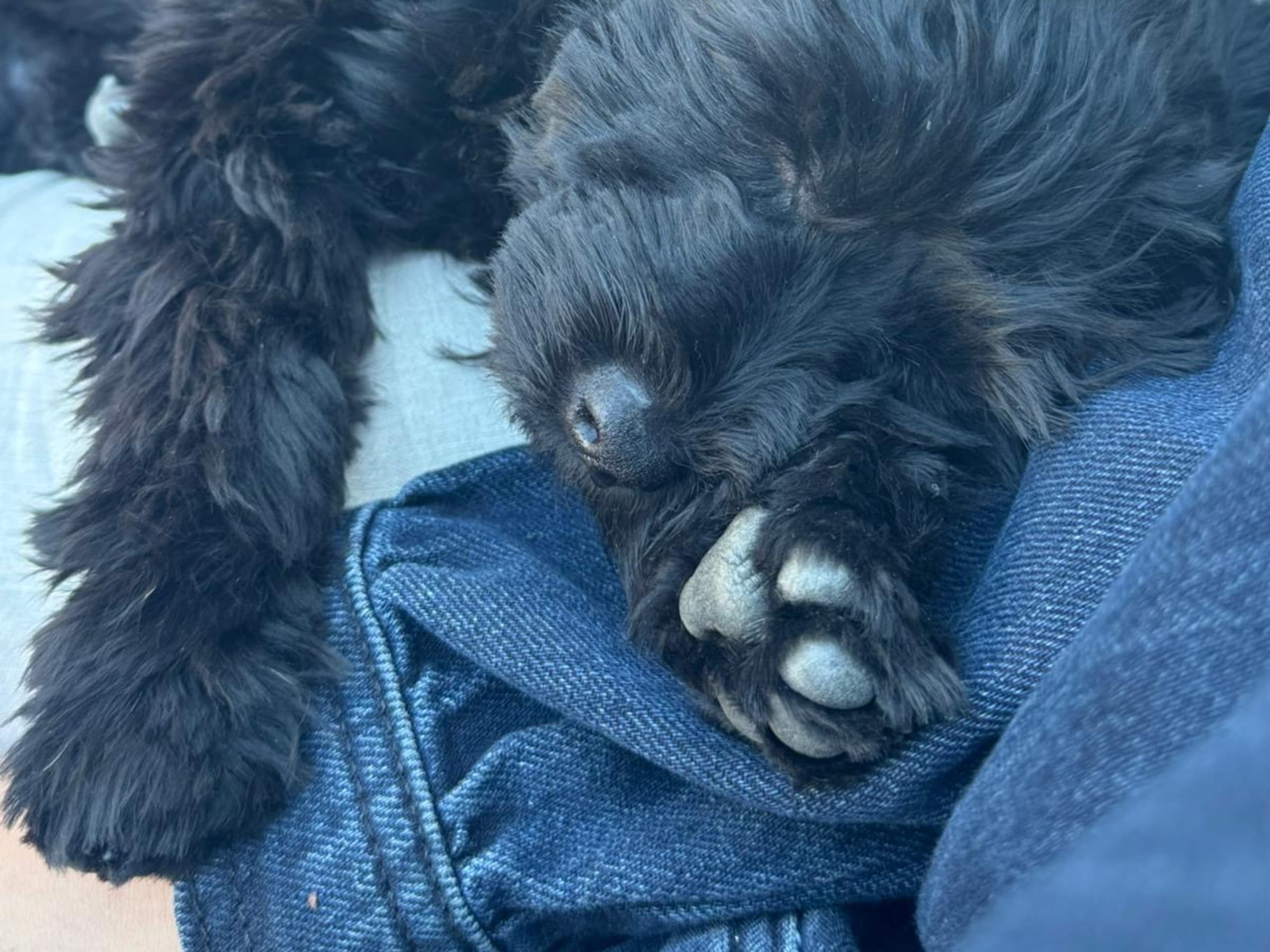 Puppy: Dexter