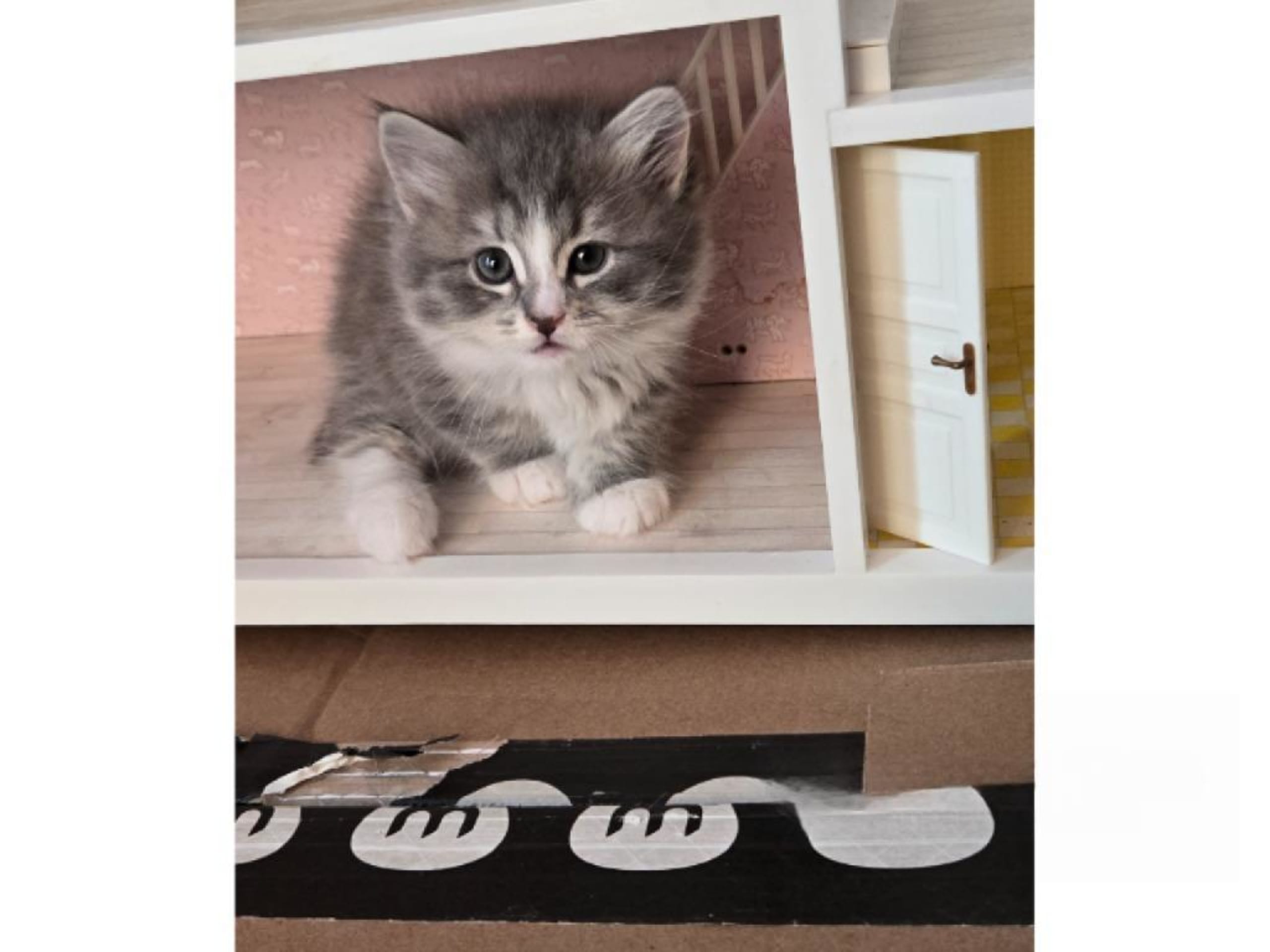 kitten: Misty