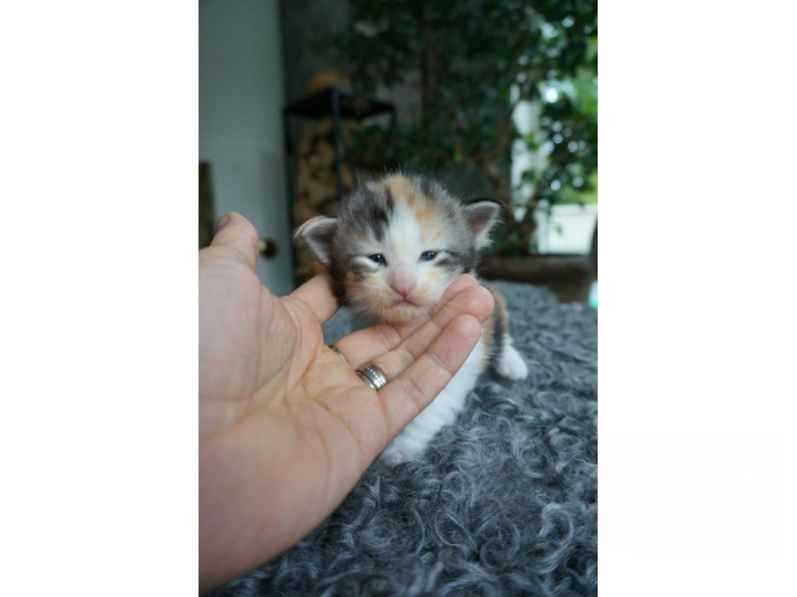 Killing: Tovsippa