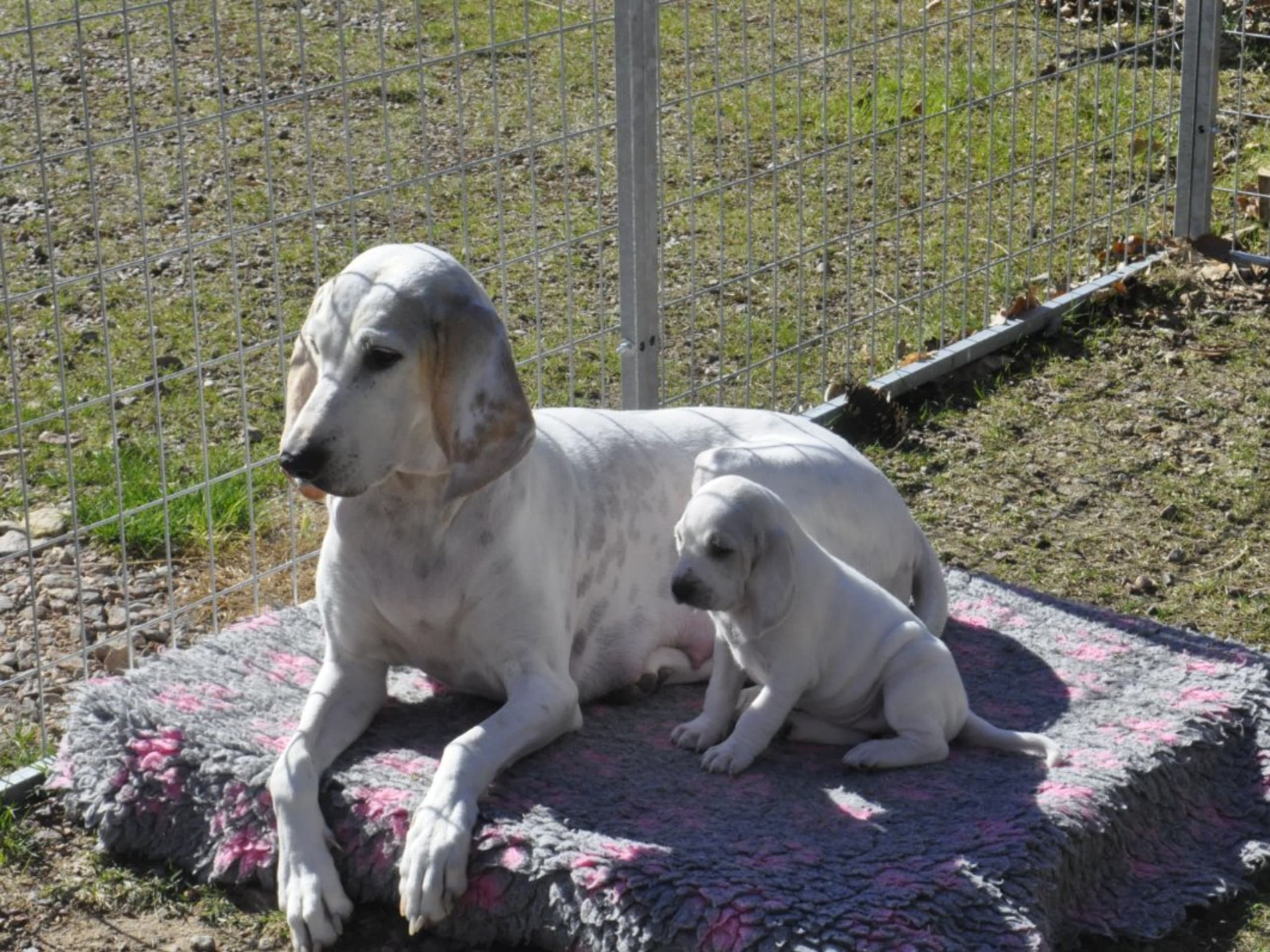 Puppy: FLUSHTIMES BASTIAN LE GUERRIER