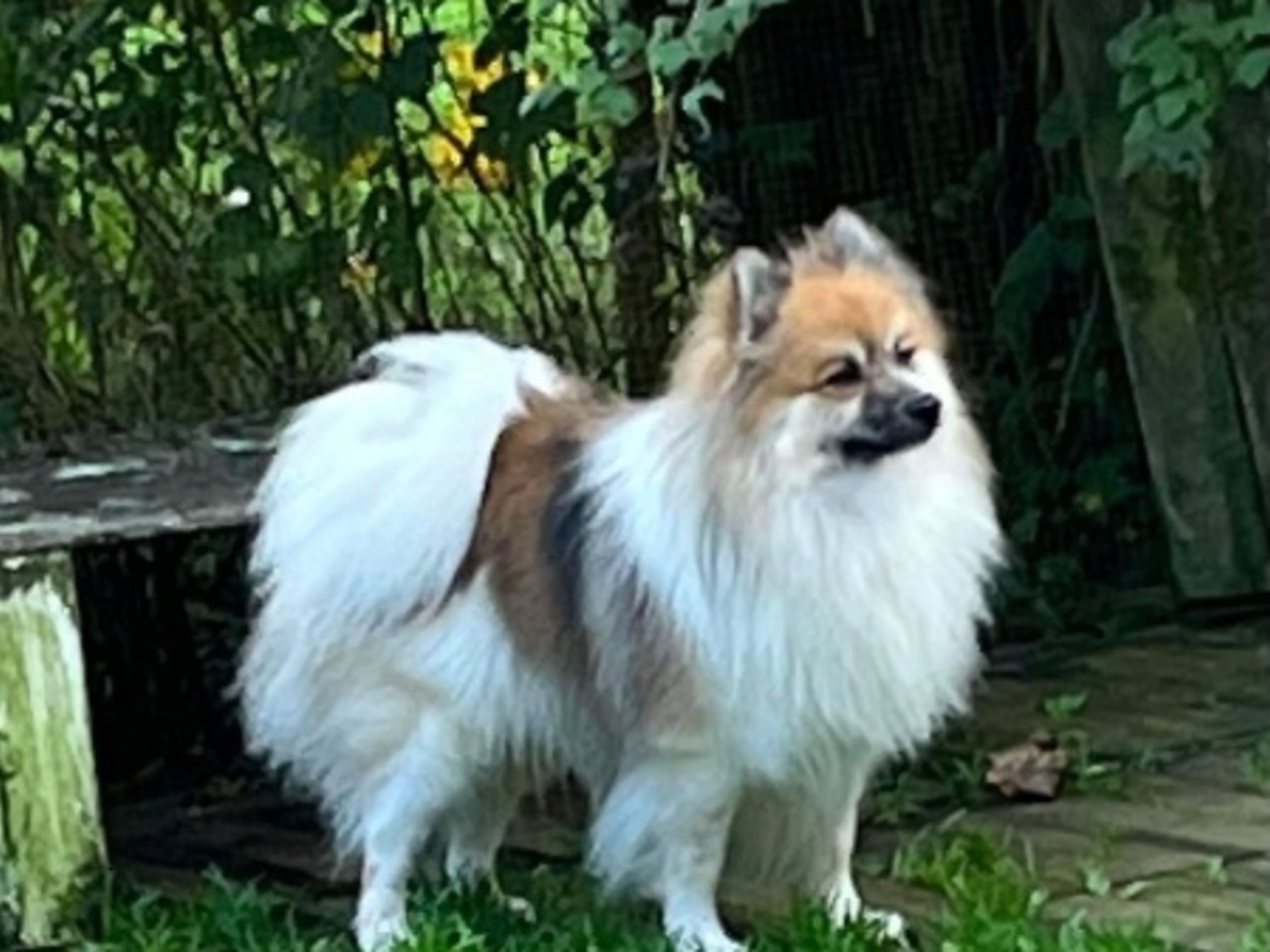 Father: BLACK NOSE TEAM OZZY