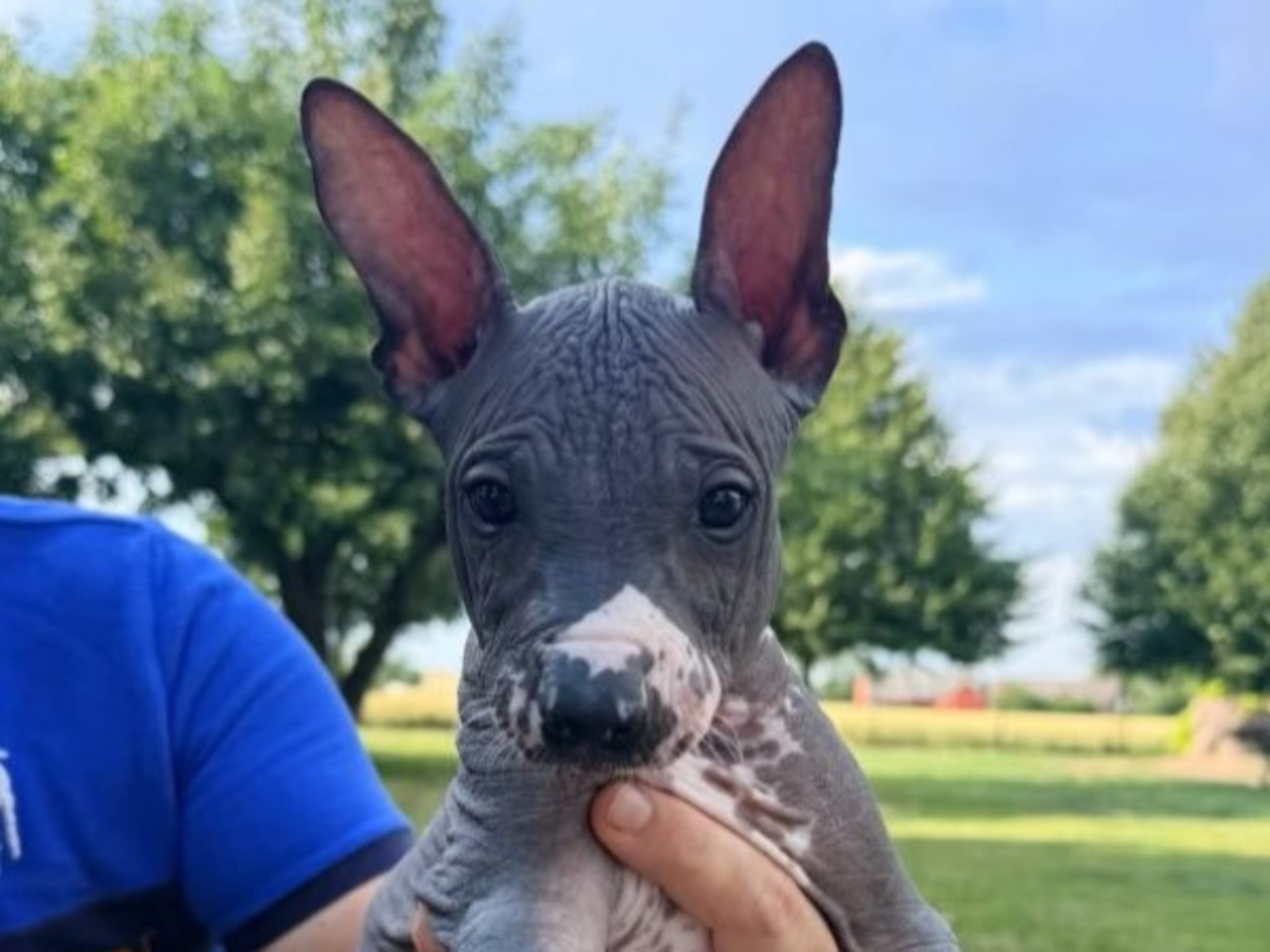 Valp: FAME FACTORY'S PEACHANGO