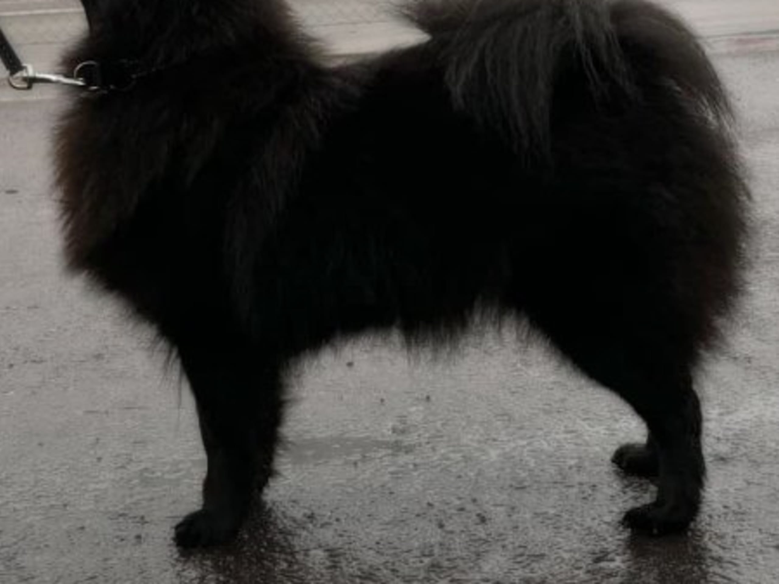 Mother: SCHÄROTT'S MIDNIGHT DIAMOND