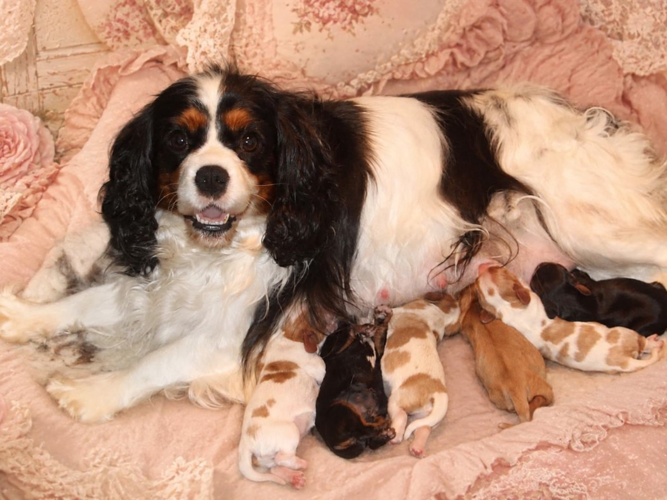 Puppy: BERNERHAGENS JÖNS