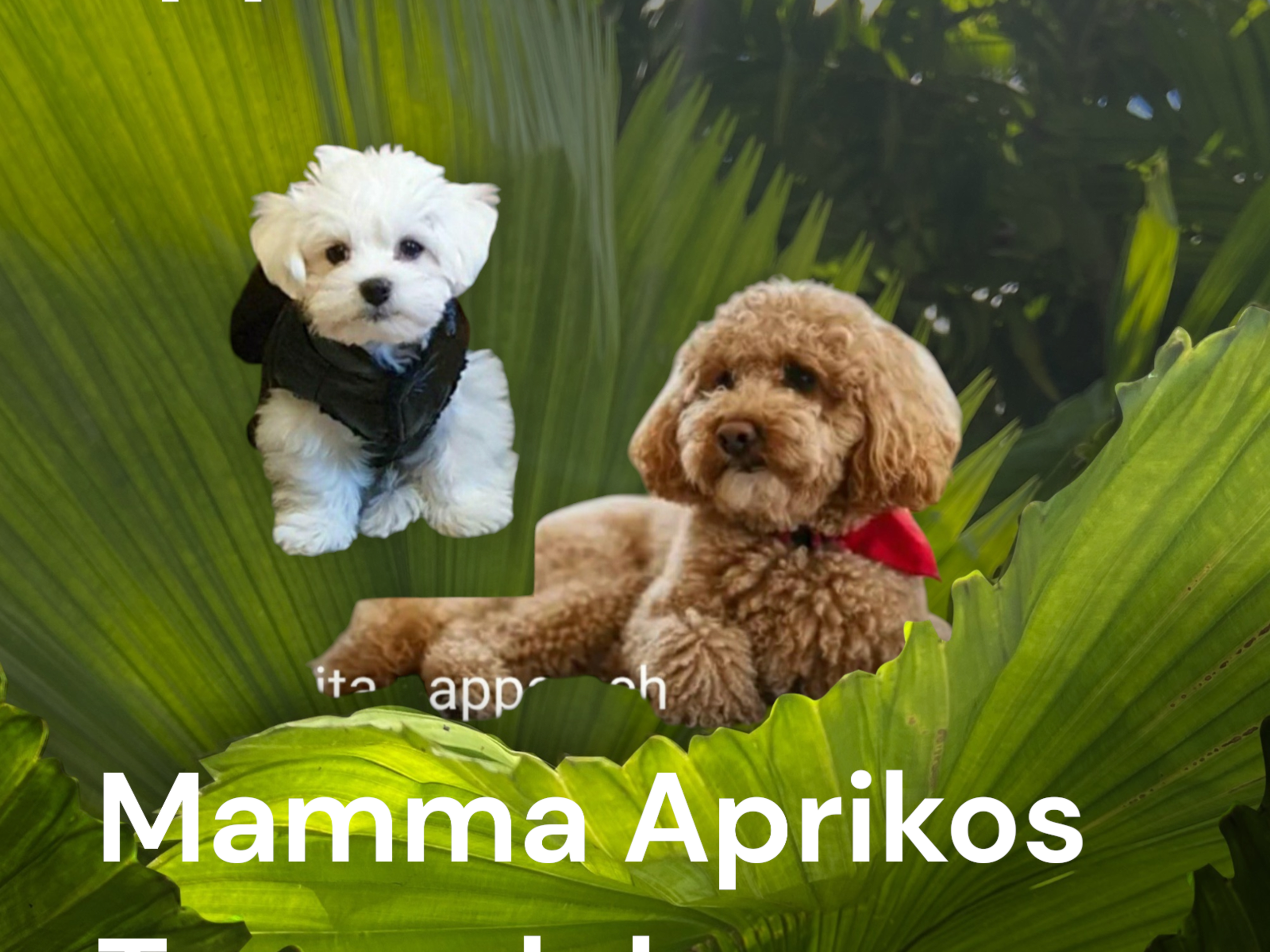 Mor: Thelma (Toypudel)