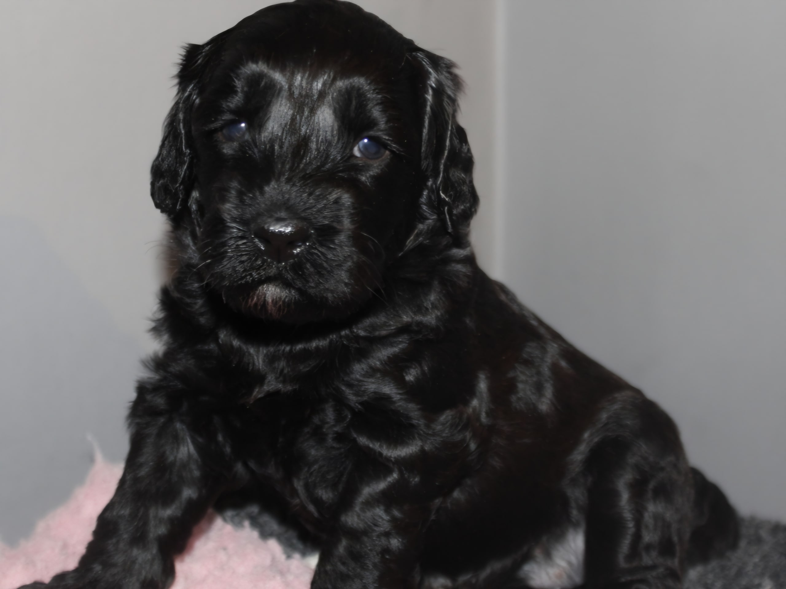 Dalkullas labradoodle