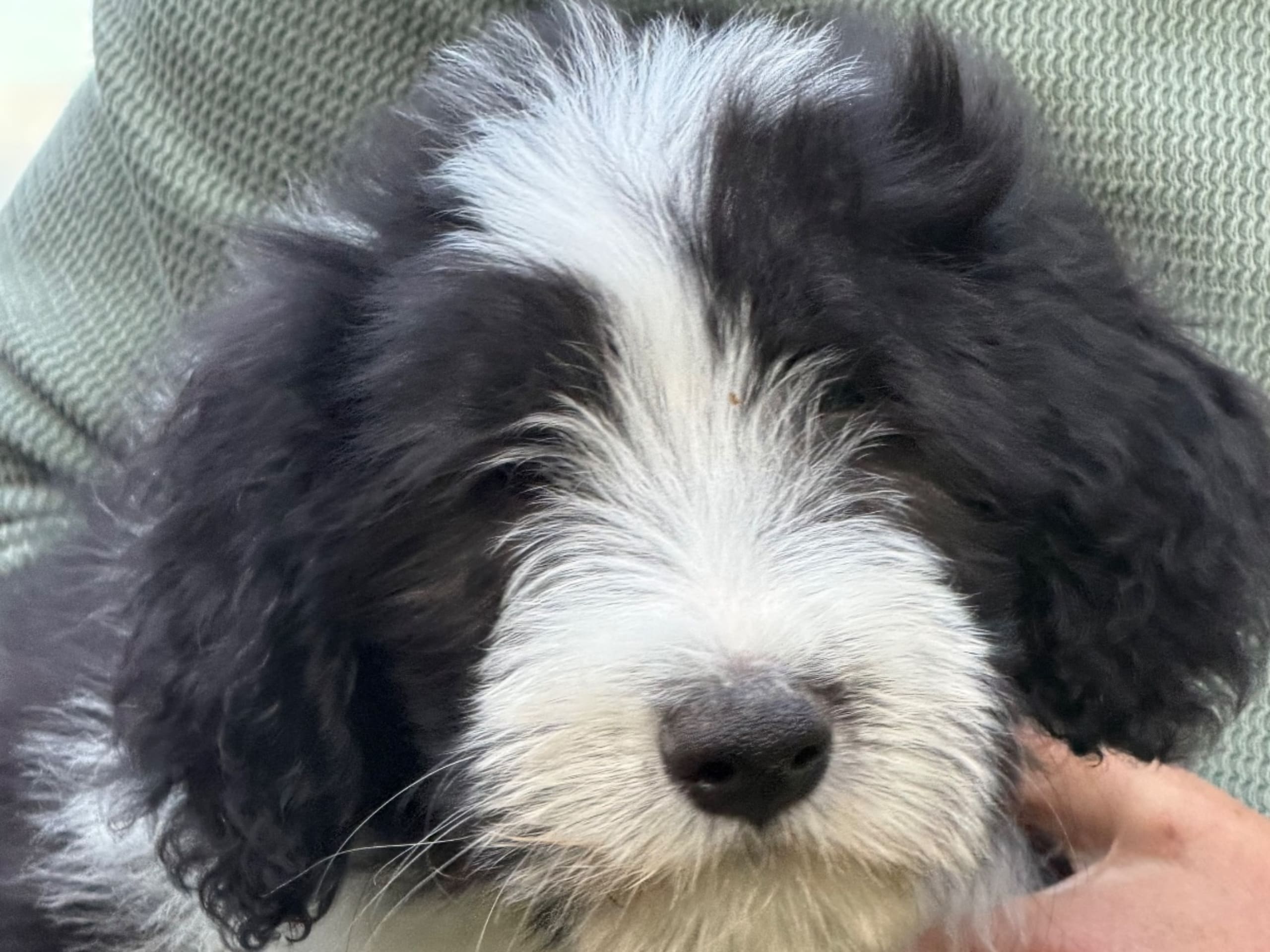 Puppy: HILLBACKA GARDENER