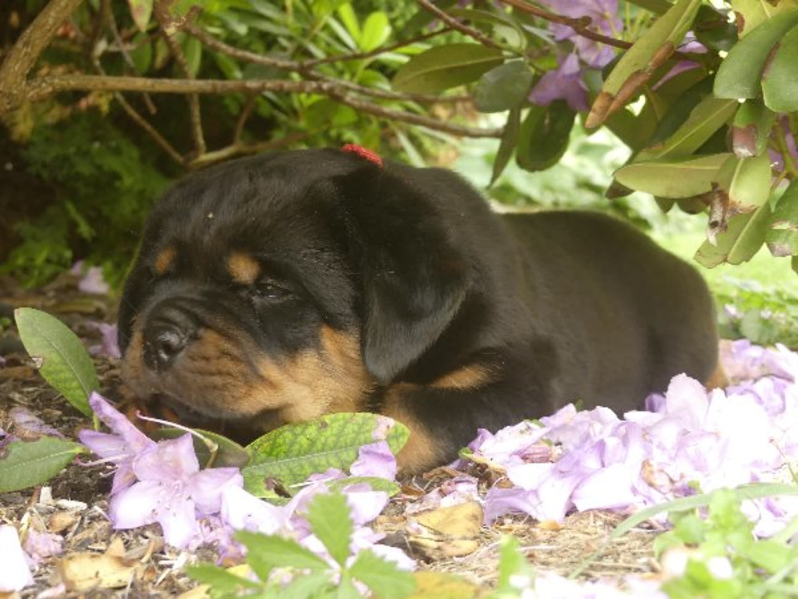 Puppy: SIDEROTTS ISIS
