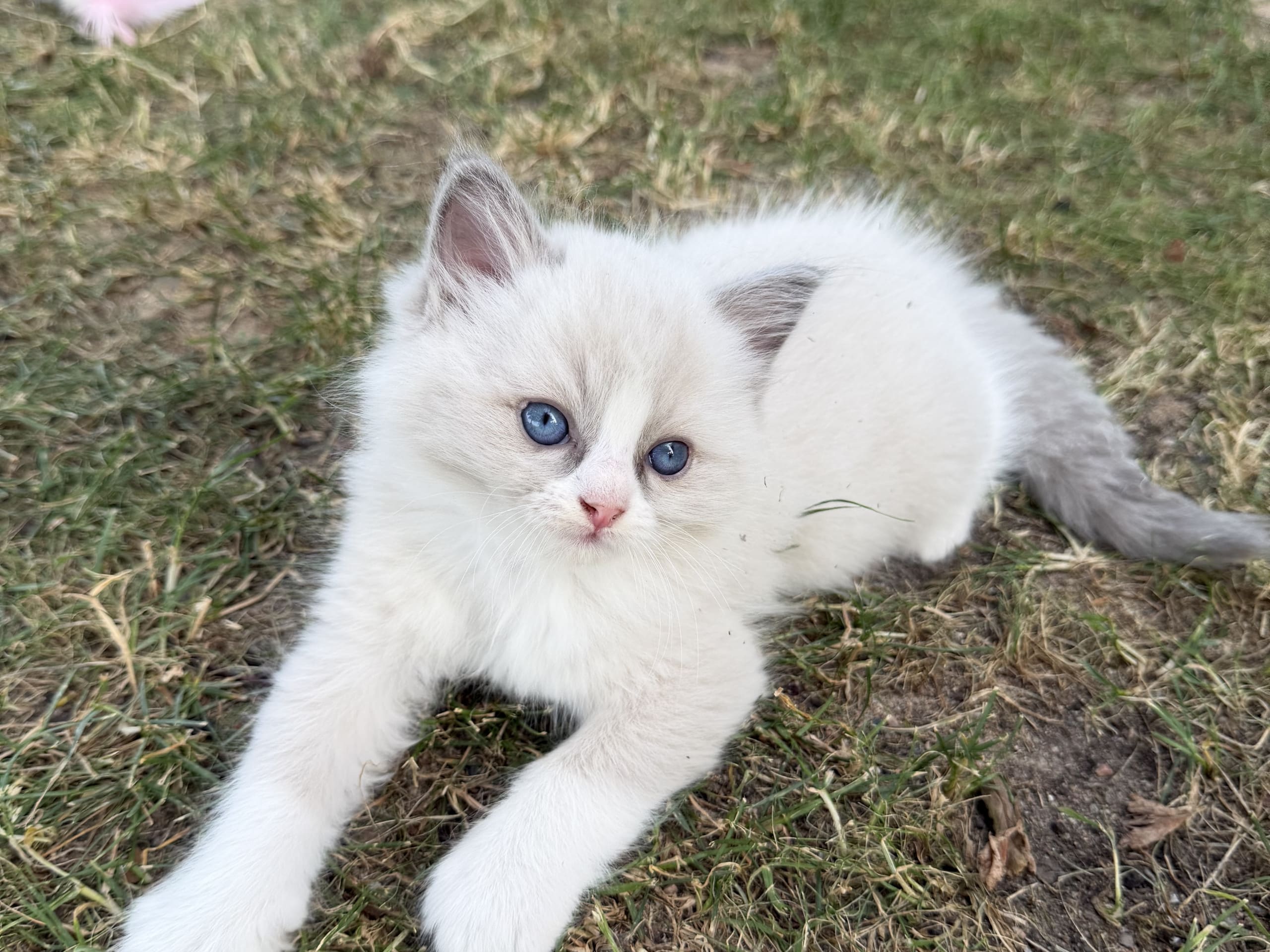 kitten: SE*Anderwels Marble Atticus Windsor