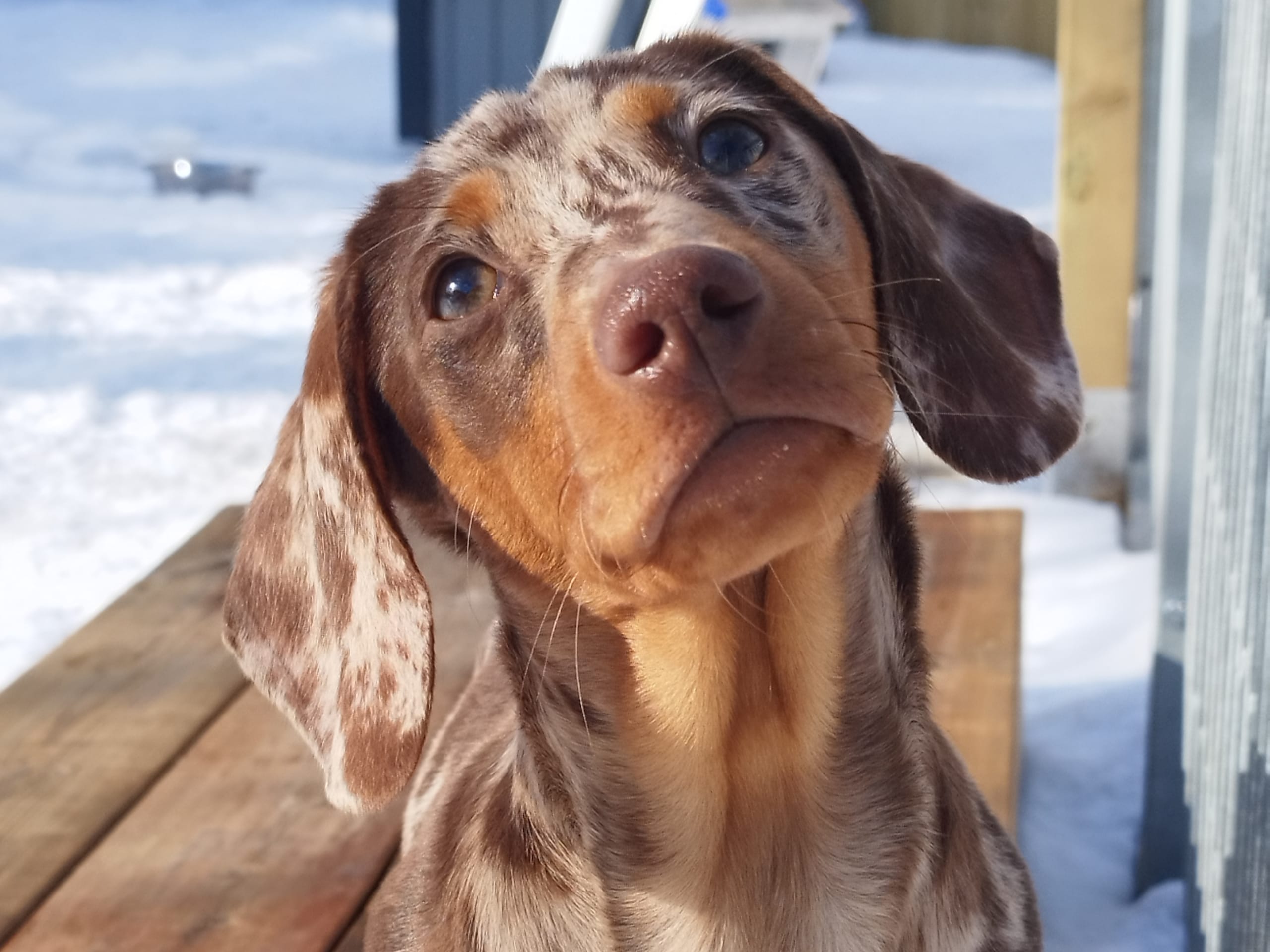 Hjortkvarns Cavapoo