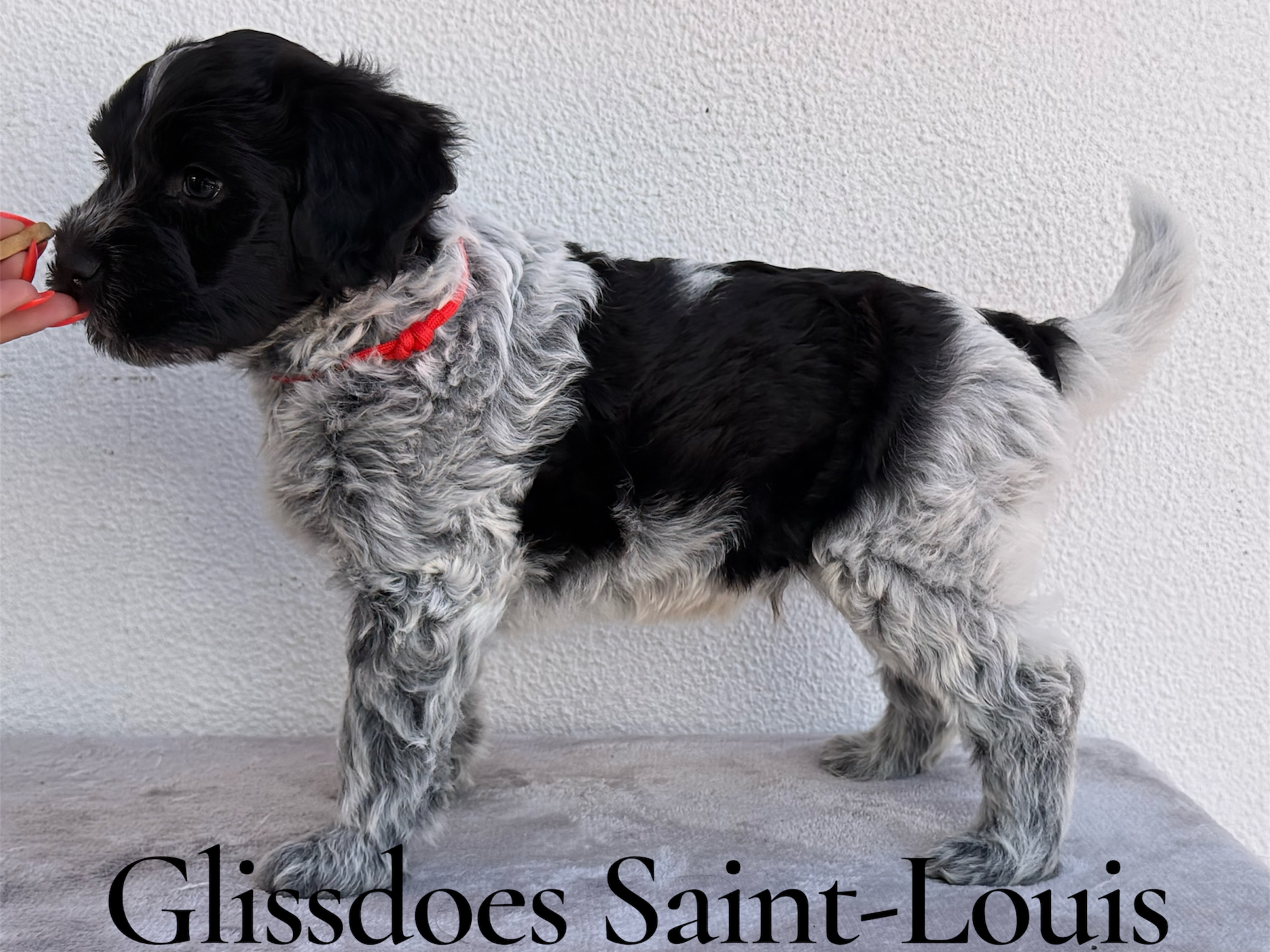 Hvalp: Glissdoes Saint-Louis