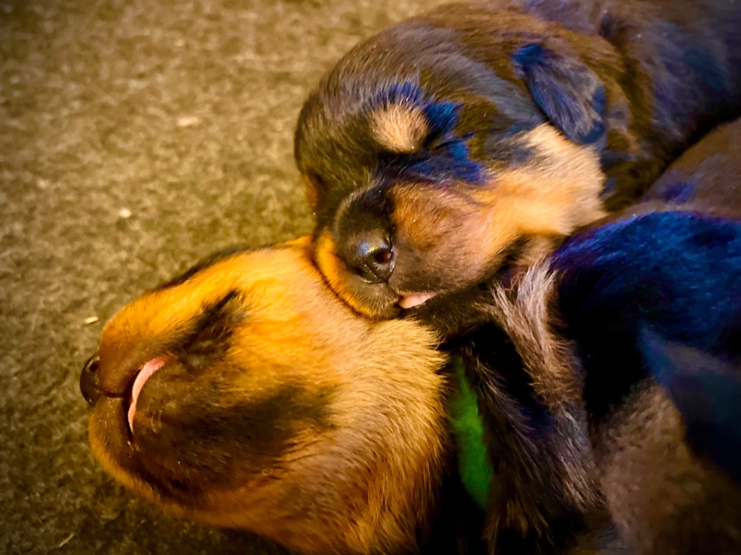 Puppy: MC KIA DITMAR AF VASAHILL