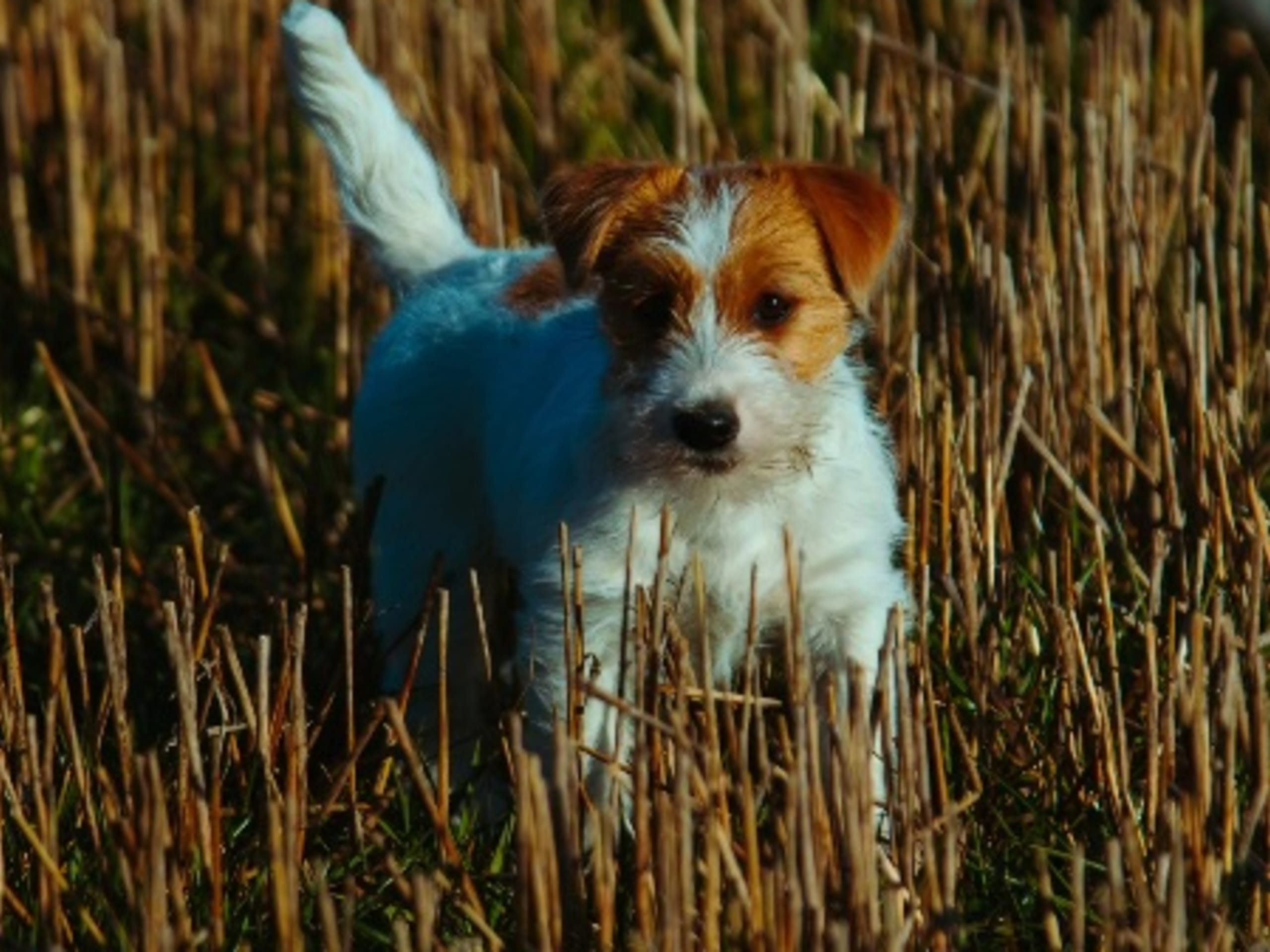 Mother: S'WAGGER TAIL LAUGH 'N' A HALF