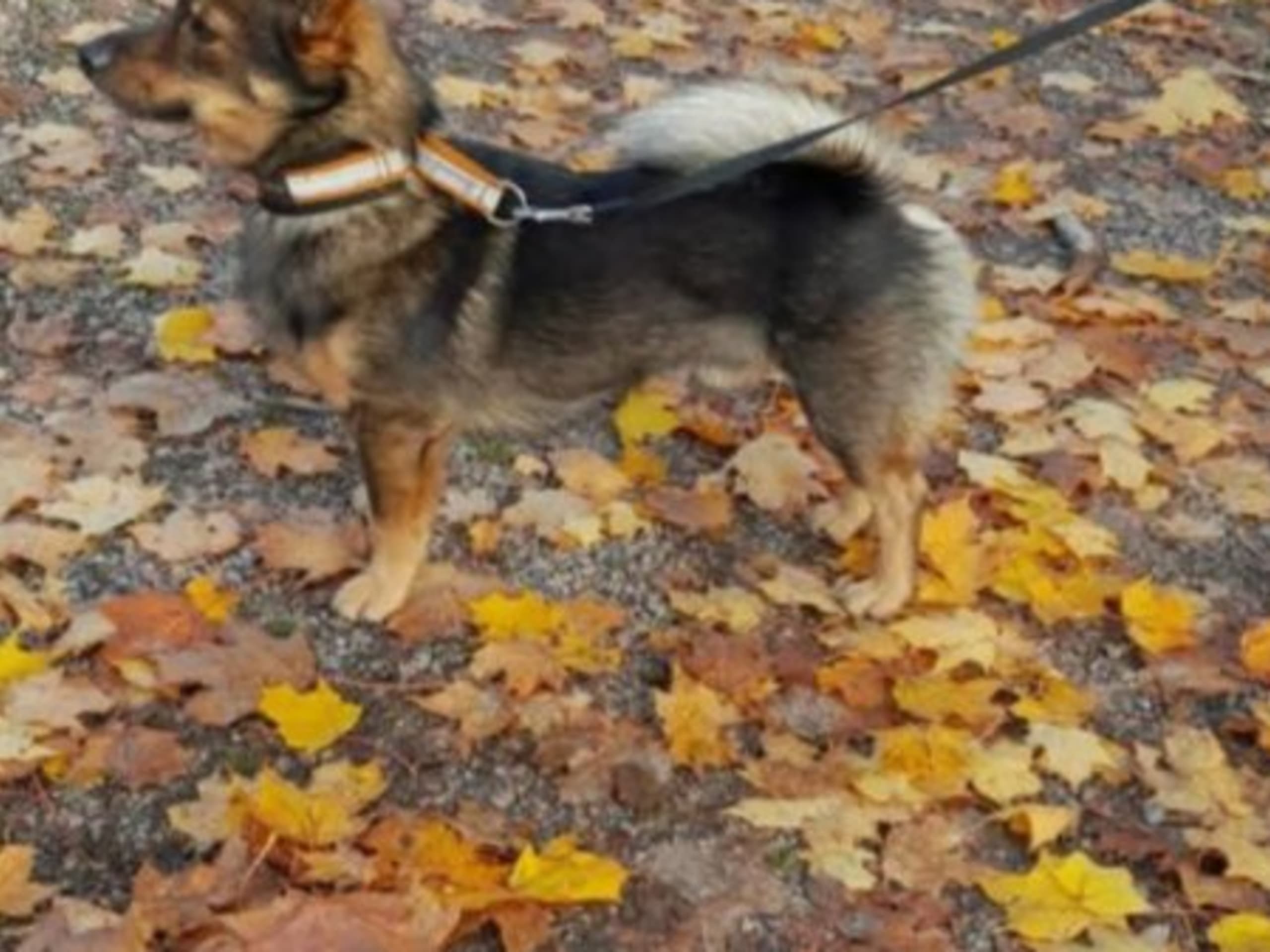 Far: KASSU
