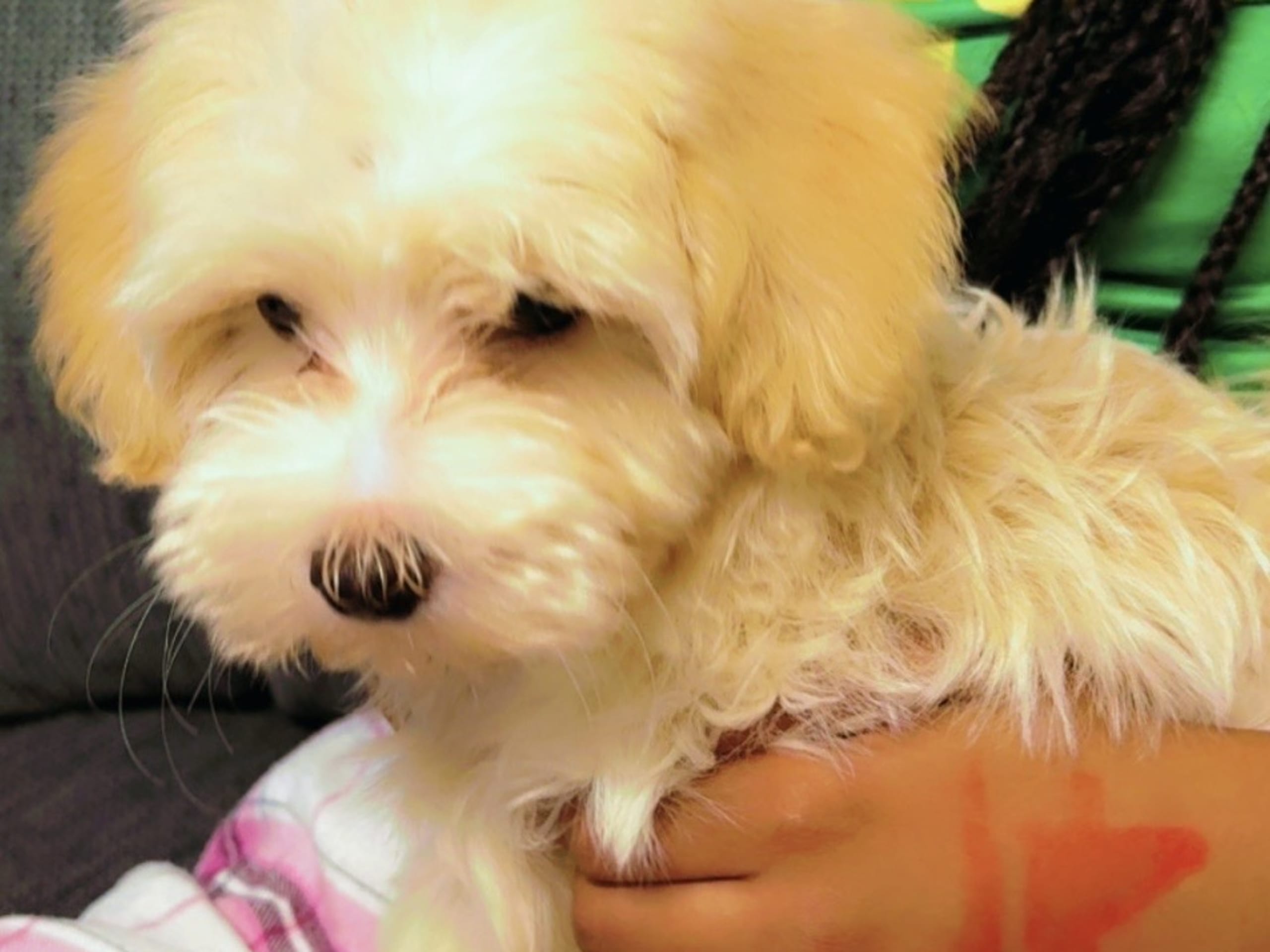 Puppy: Milo