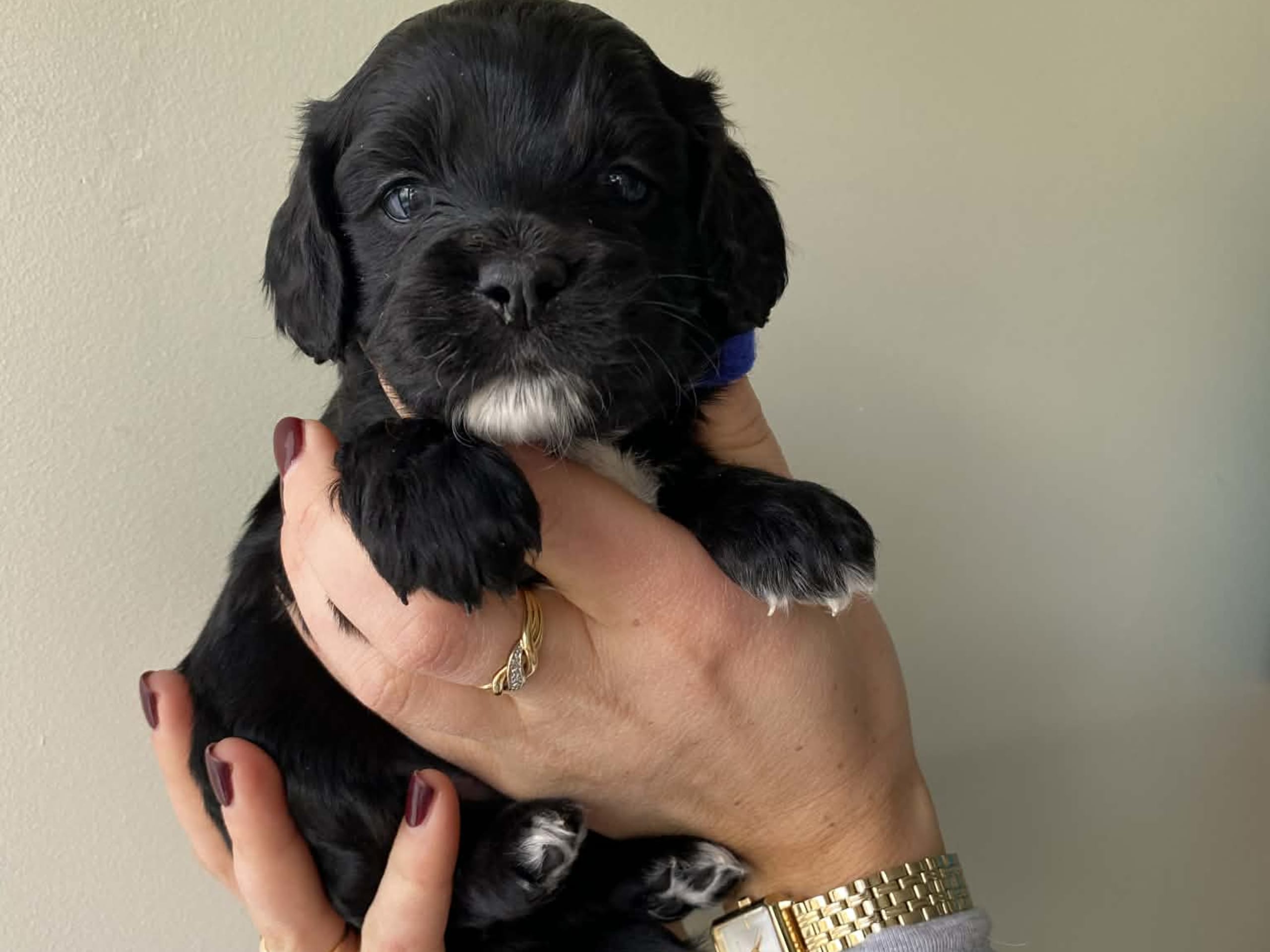 Puppy: Blått halsband