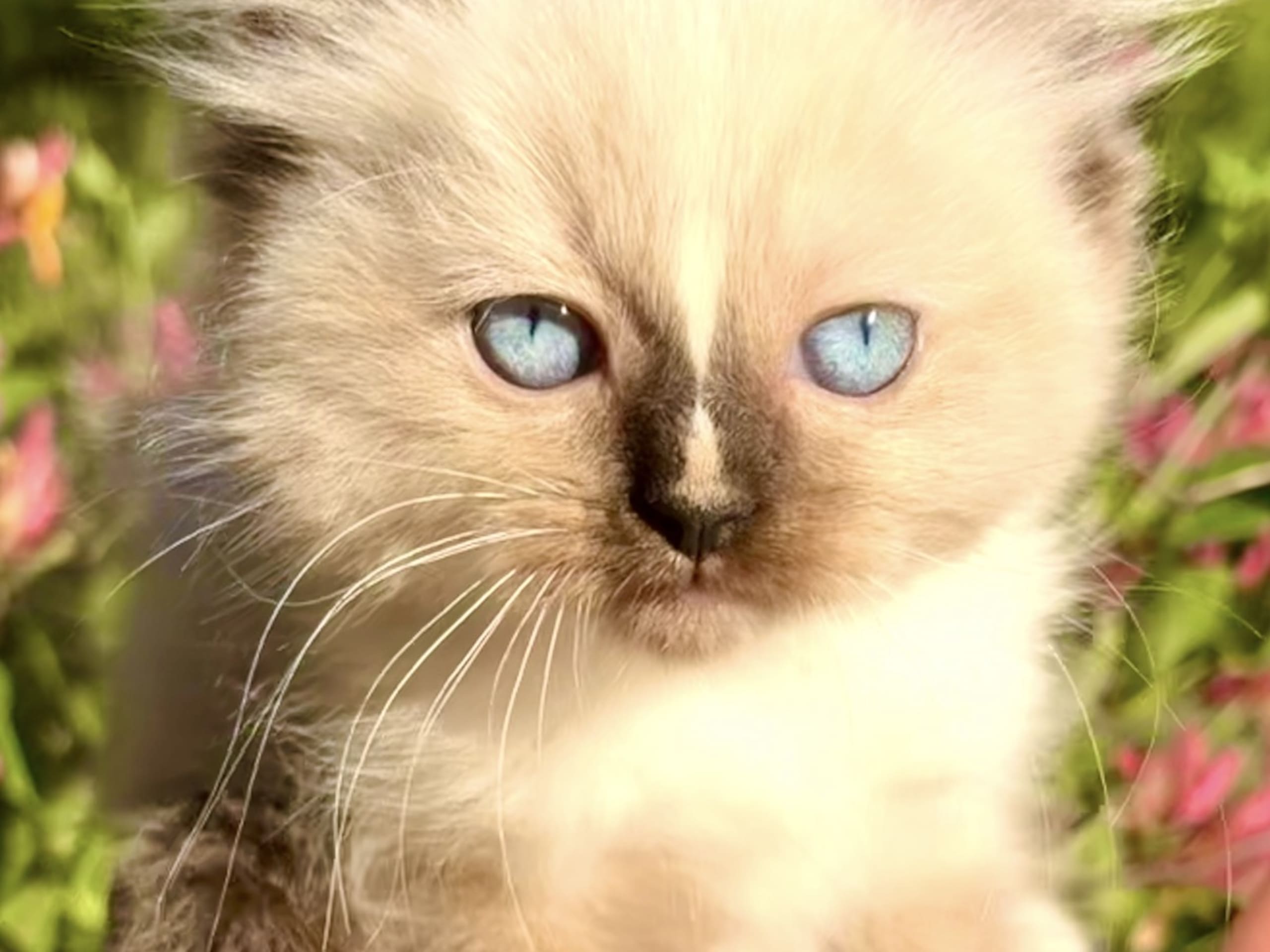 Fluffssons