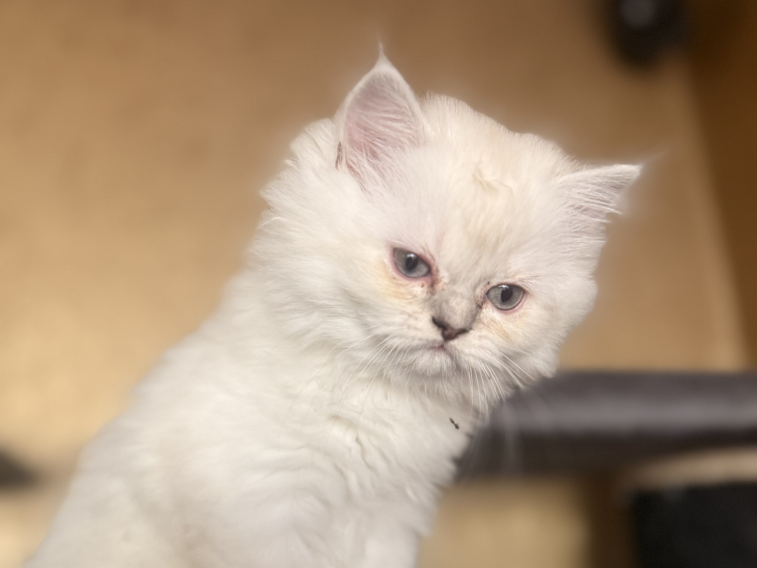 Kattunge: Harley Davidson