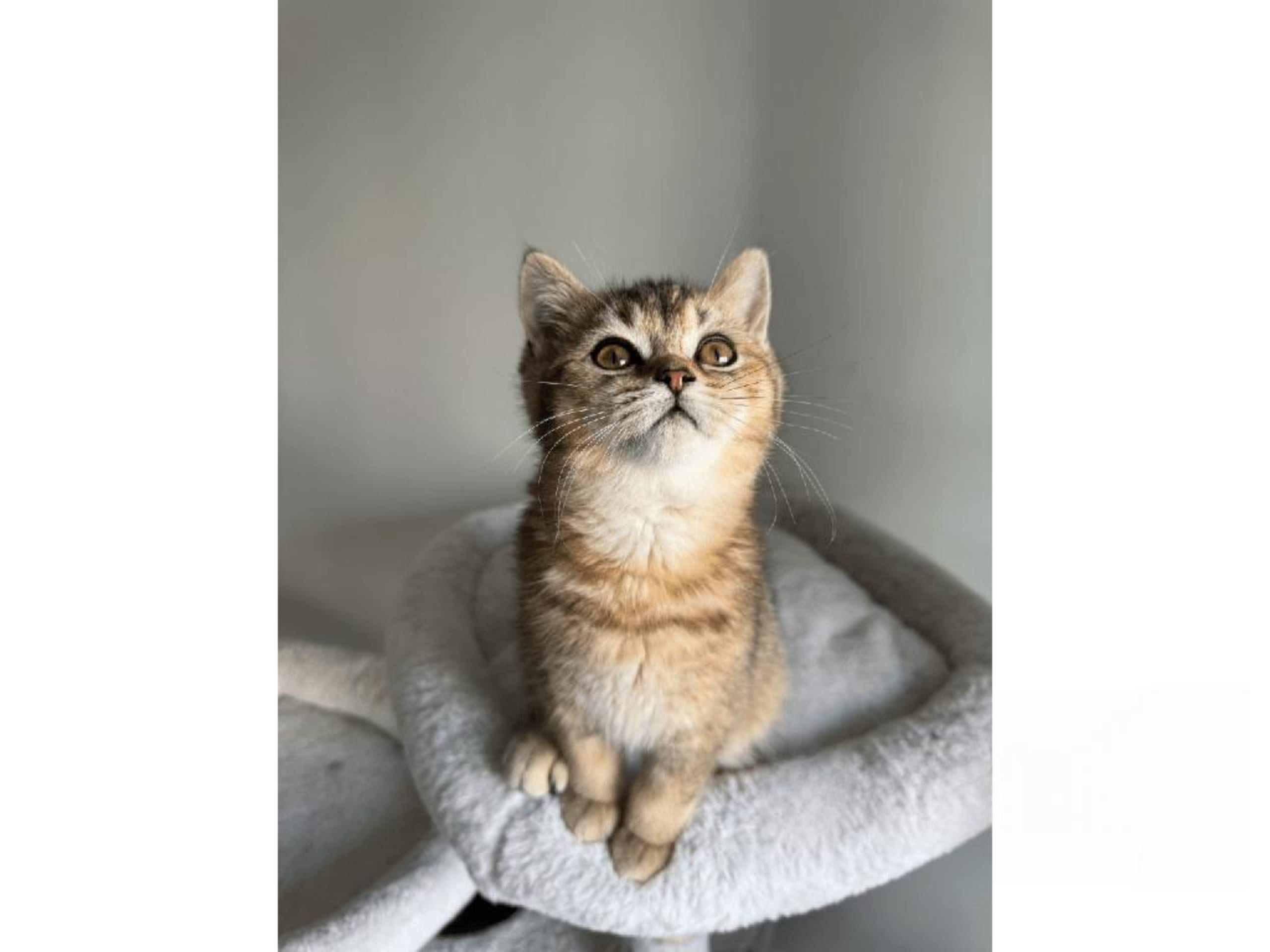 kitten: Zorro