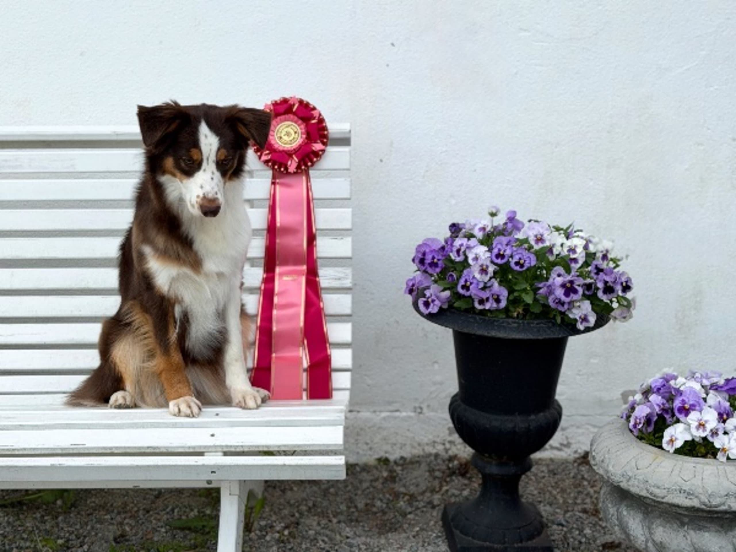 Valp: NORDIC SHEPHERDS GINGER