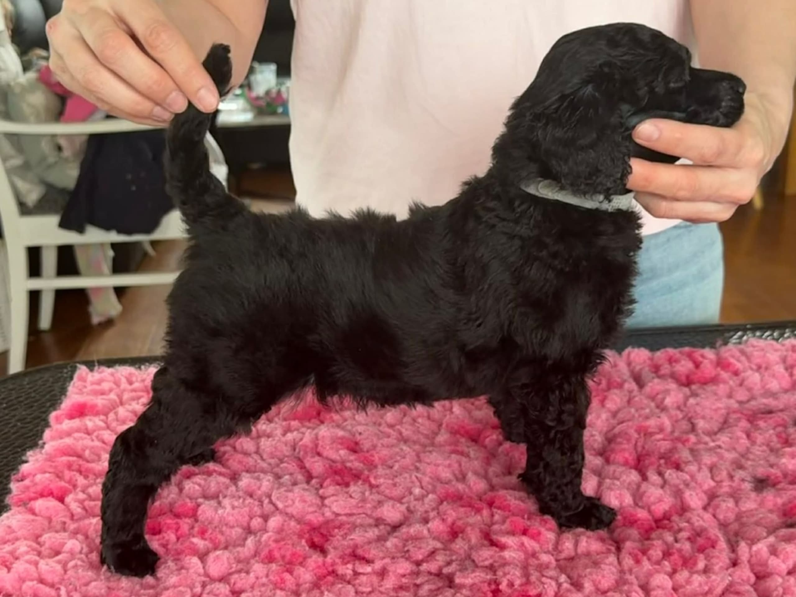 Puppy: ISKAYA SPECTACULAR LOVE