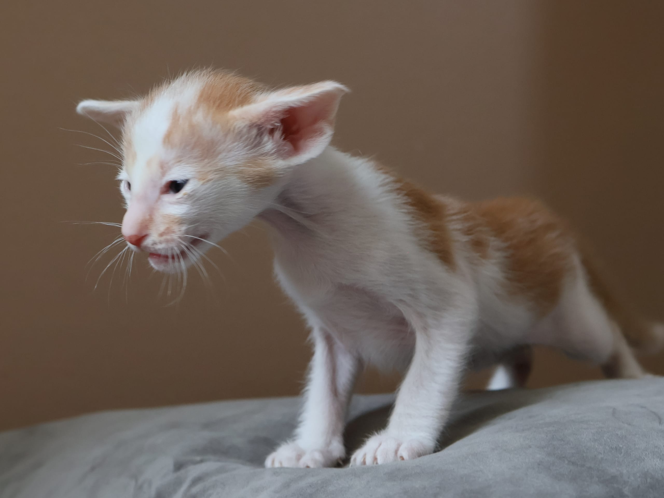 Oriental Adore Cattery