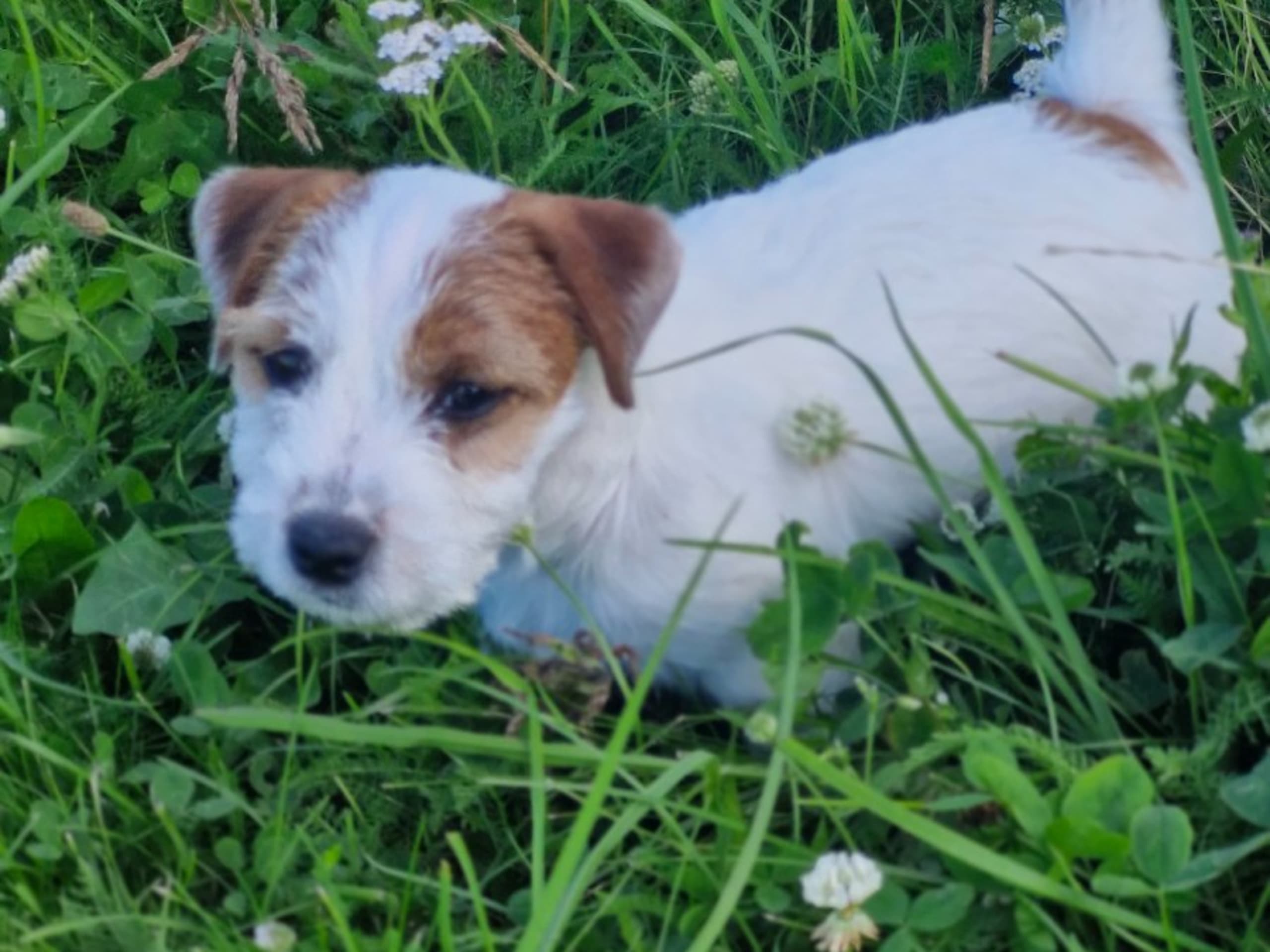Puppy: ASADOTTER REX