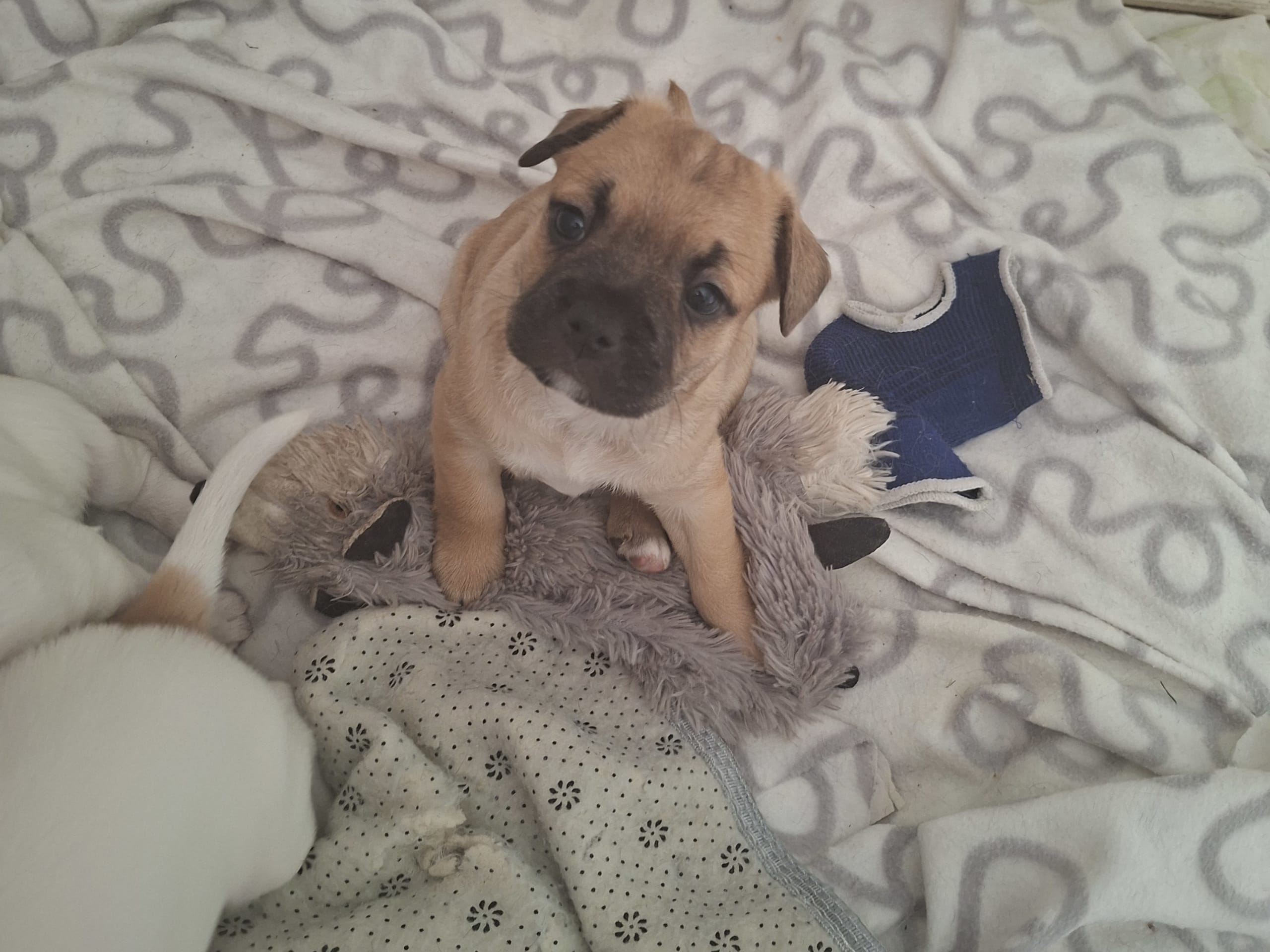 Puppy: Ture