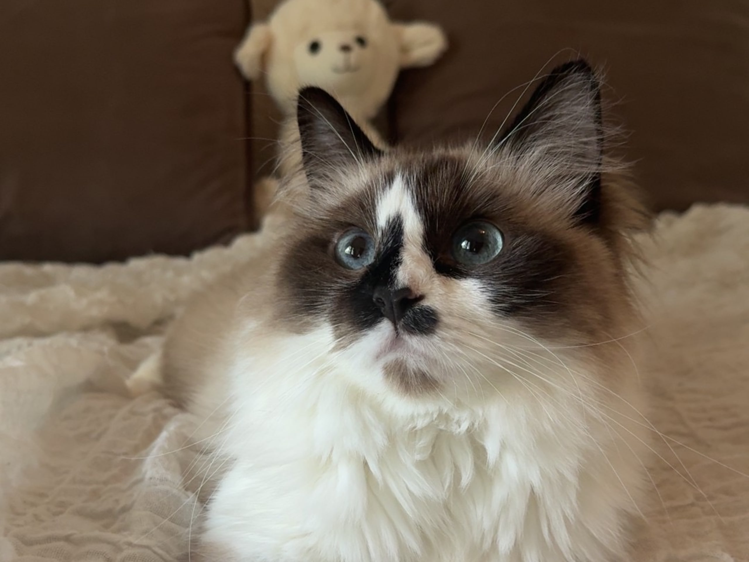 Katt: Beate