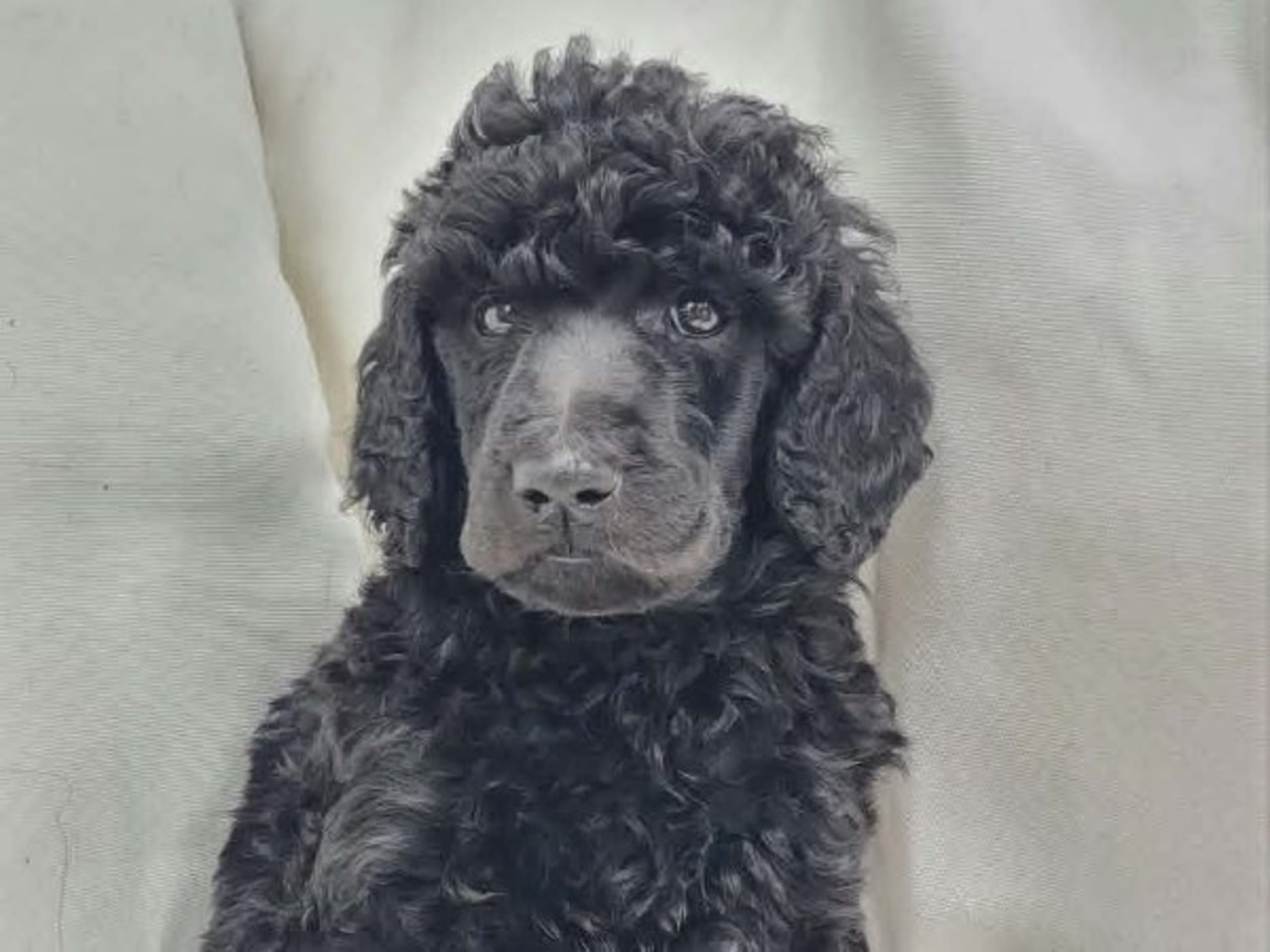 Puppy: NIKTAS FUSION TIMON
