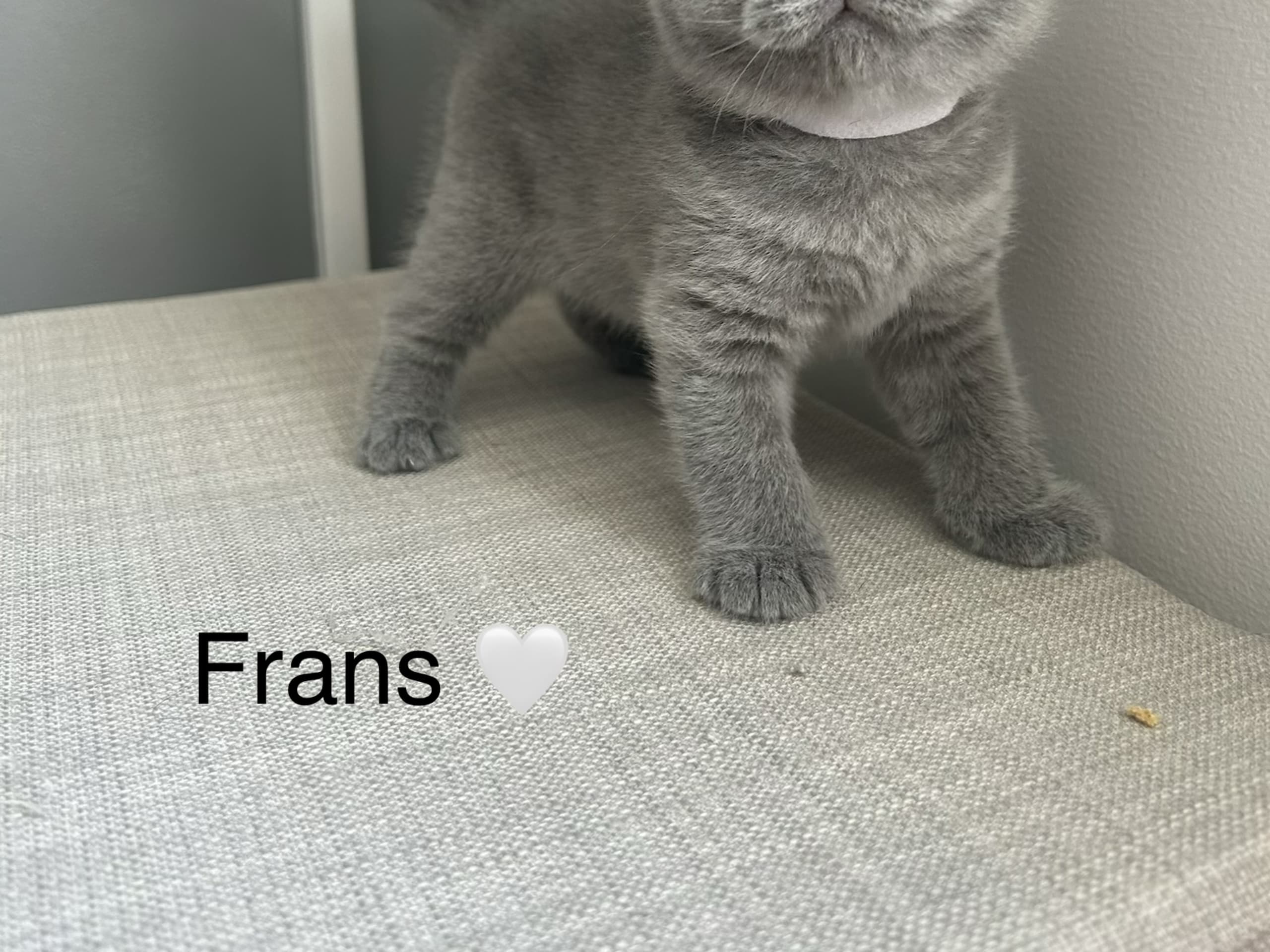 SE* Paws of mischief’s