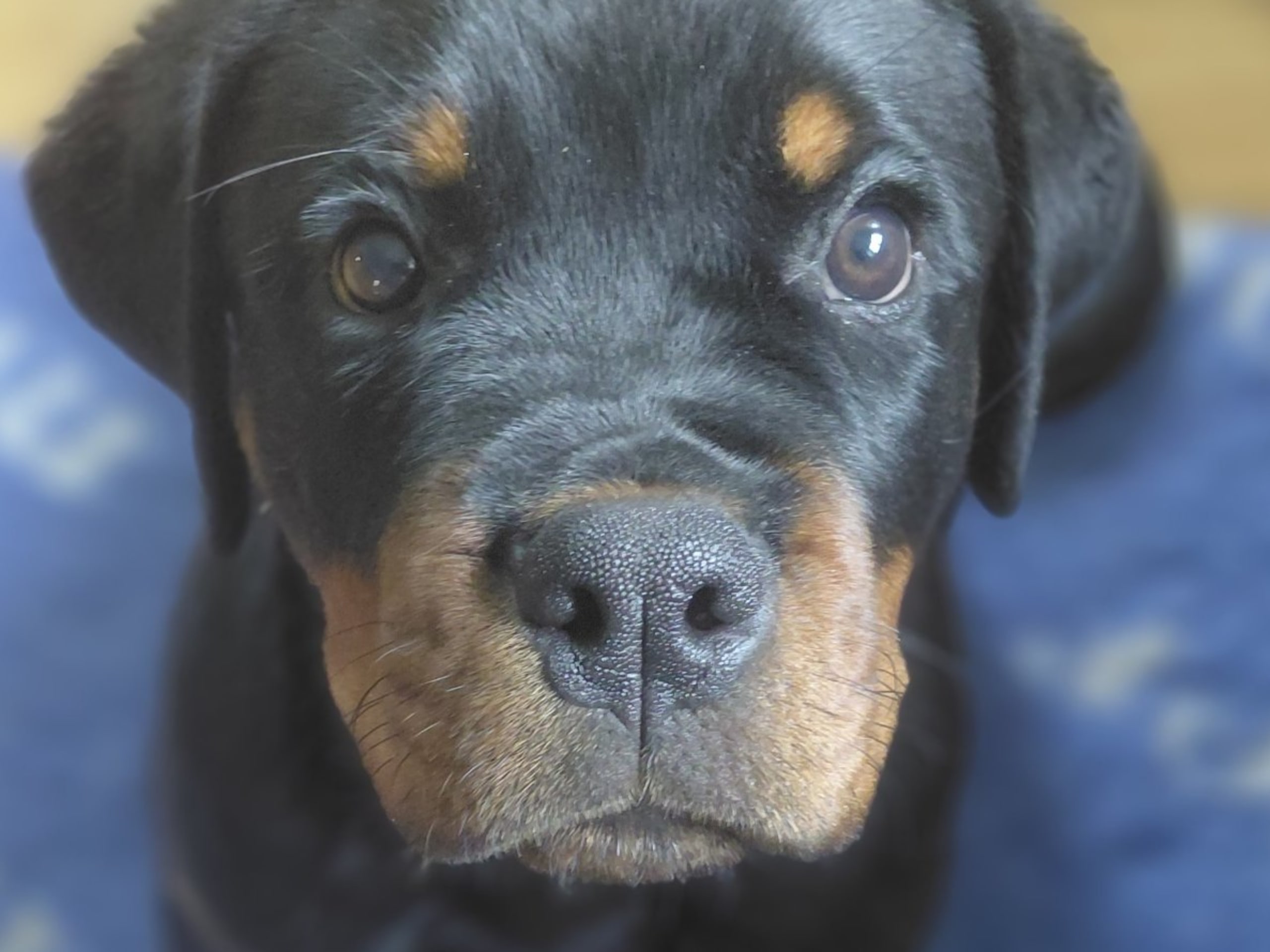 Puppy: LILLA MYSANS CASPIAN