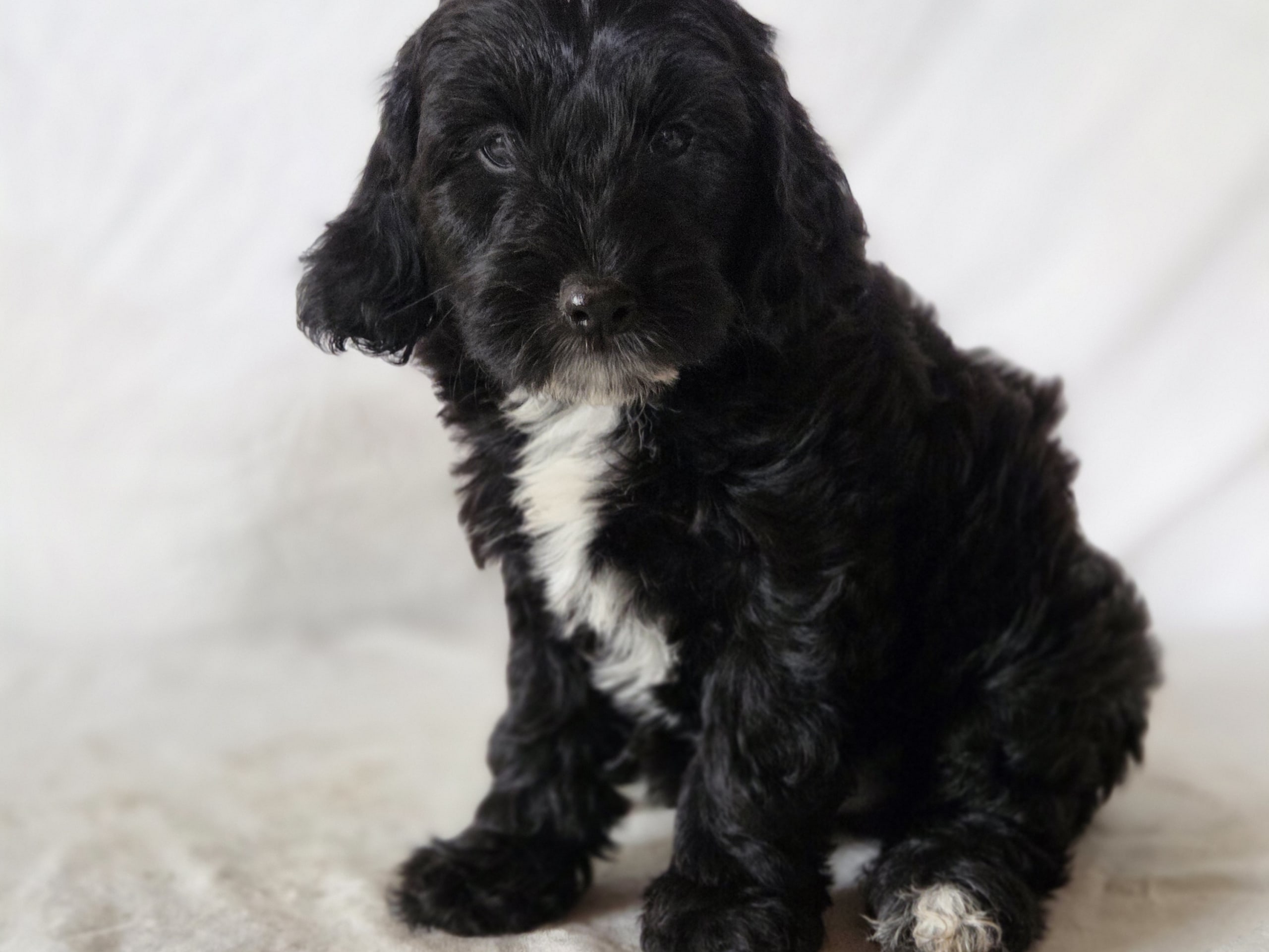 Puppy: Blåklint