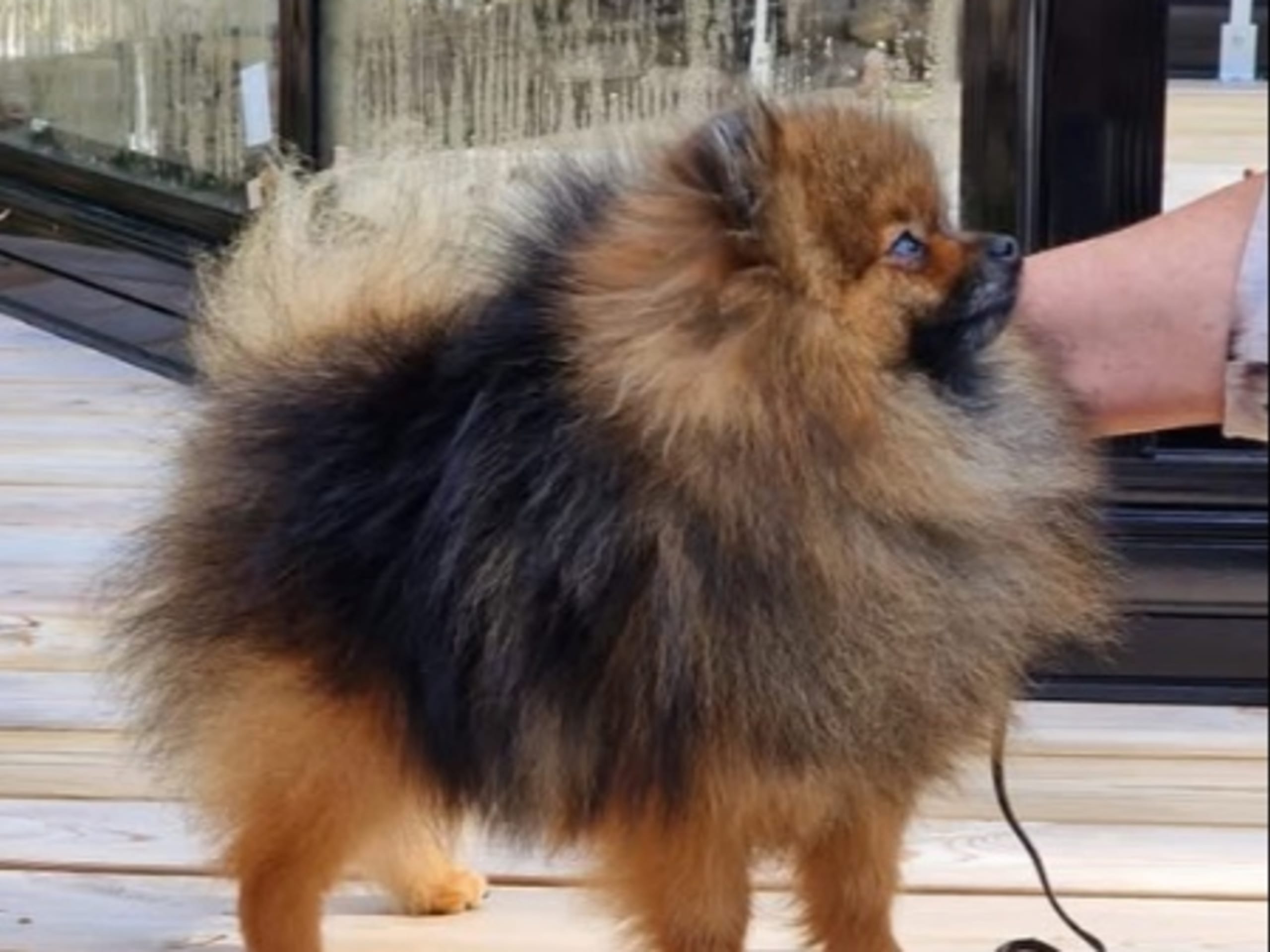 Pappa: PICCOLO POM'S GORGEOUS GABBANA