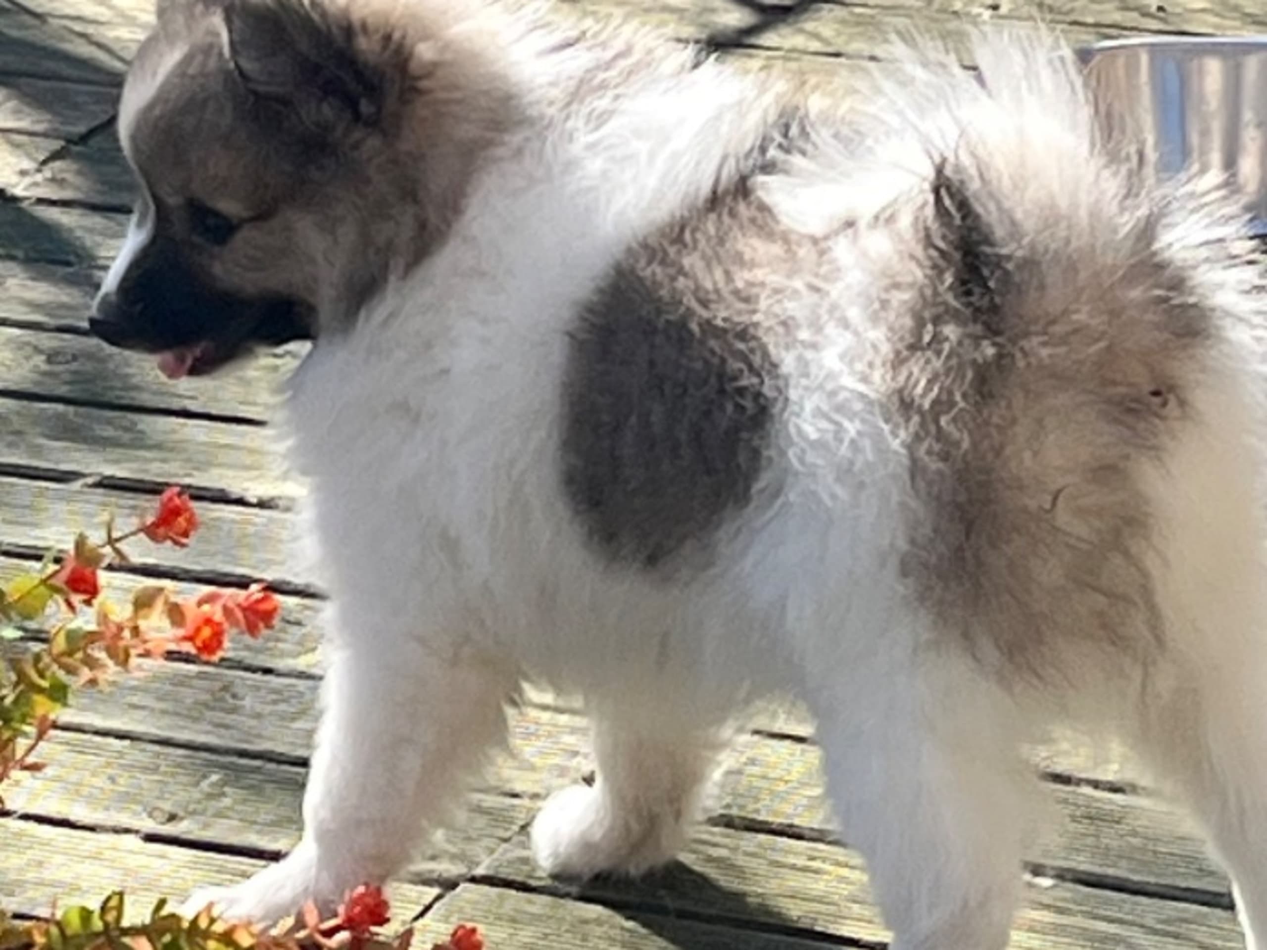 Puppy: VALLGÅRDENS AMORE MIO
