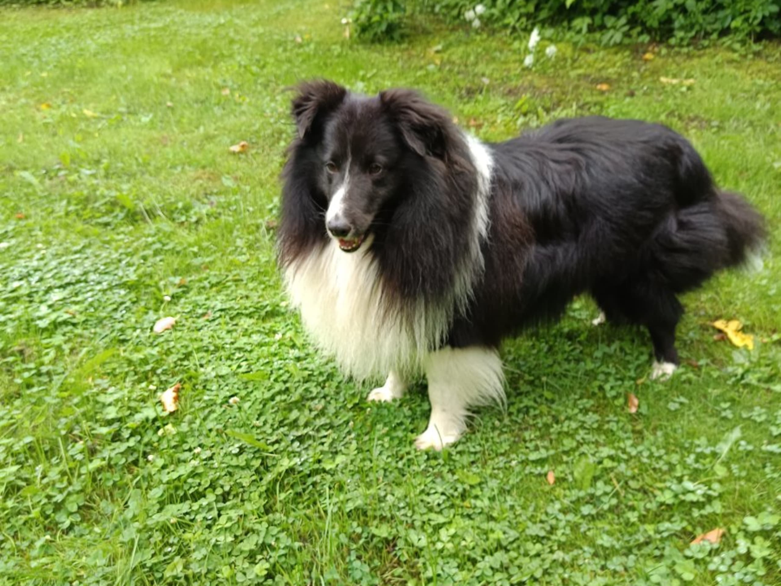 Dog: DOLLY FABIAN