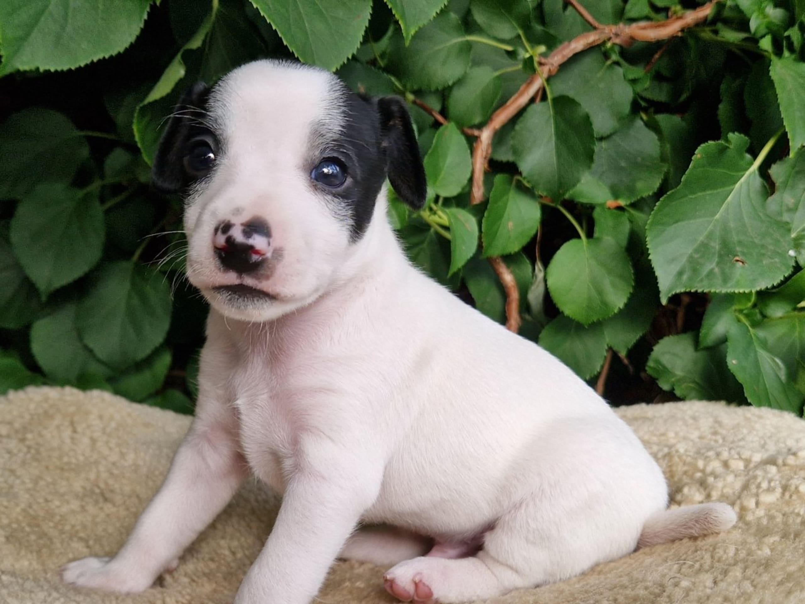 Puppy: BJÖRKILS INGELEIF