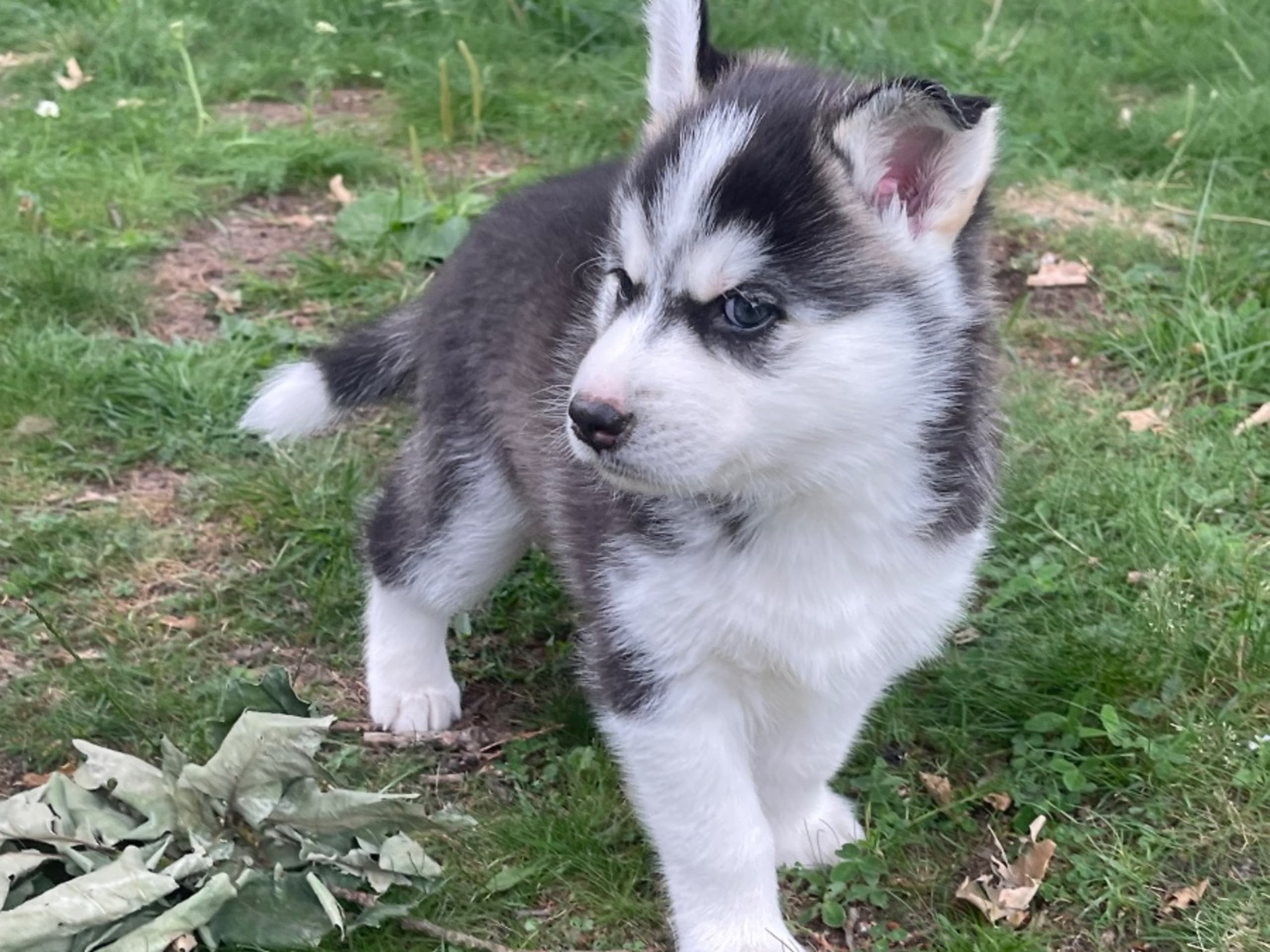 Puppy: KUSBY ELVIS